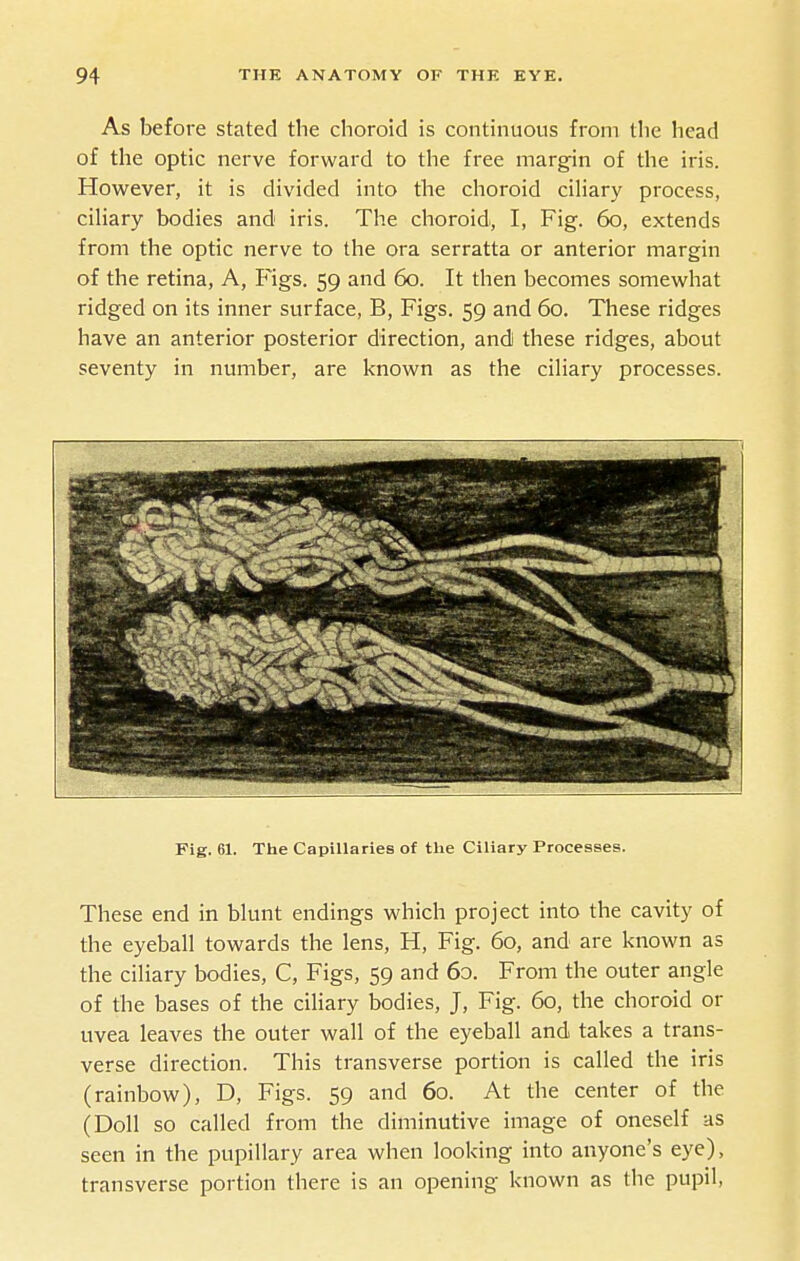 As before stated the choroid is continuous from the head of the optic nerve forward to the free margin of the iris. However, it is divided into the choroid ciliary process, ciHary bodies and iris. The choroid, I, Fig. 60, extends from the optic nerve to the ora serratta or anterior margin of the retina, A, Figs. 59 and 60. It then becomes somewhat ridged on its inner surface, B, Figs. 59 and 60. These ridges have an anterior posterior direction, and these ridges, about seventy in number, are known as the ciliary processes. Fig. 61. The CapiUaries of the Ciliary Processes. These end in blunt endings which project into the cavity of the eyeball towards the lens, H, Fig. 60, and are known as the ciliary bodies, C, Figs, 59 and 60. From the outer angle of the bases of the ciliary bodies, J, Fig. 60, the choroid or uvea leaves the outer wall of the eyeball and takes a trans- verse direction. This transverse portion is called the iris (rainbow), D, Figs. 59 and 60. At the center of the (Doll so called from the diminutive image of oneself as seen in the pupillary area when looking into anyone's eye), transverse portion there is an opening known as the pupil,