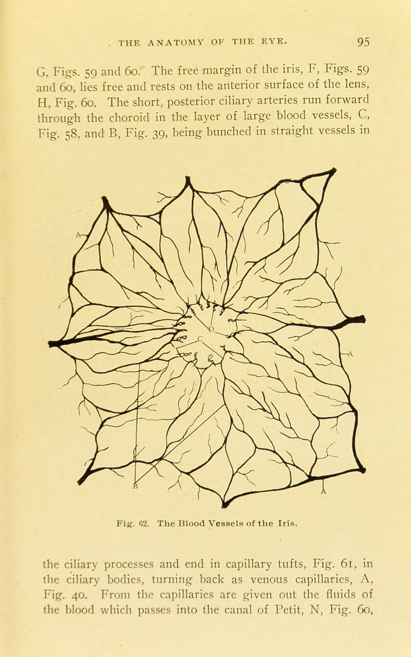 G, Figs. 59 and 60. The free margin of the iris, F, Figs. 59 and 60, Hes free and rests on the anterior surface of the lens, H, Fig. 60. The short, posterior ciHary arteries run forward through the choroid in the layer of large blood vessels, C, Fig. 58, and B, Fig. 39, being bunched in straight vessels in Fig. 62. The Blood Vessels of the Iris. the ciliary processes and end in capillary tufts. Fig. 61, in the ciliary bodies, turning back as venous capillaries, A, Fig. 40. From the capillaries arc given out the fluids of the blood which passes into the canal of Petit, N, Fig. 60,