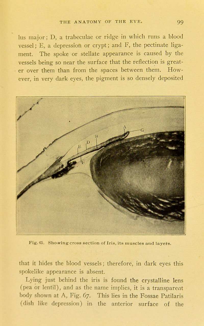 lus major; D, a trabeculae or ridge in which runs a blood vessel; E, a depression or crypt; and F, the pectinate liga- ment. The spoke or stellate appearance is caused by the vessels being so near the surface that the reflection is great- er over them than from the spaces between them. How- ever, in very dark eyes, the pigment is so densely deposited Fig. (5. Showing cross section of Iris, its muscles and layets. that it hides the blood vessels; therefore, in dark eyes this spokelike appearance is absent. Lying just behind the iris is found the crystalline lens Cpea or lentil), and as the name implies, it is a transparent body shown at A, Fig. 67. This lies in the Fossae Patilaris (dish like depression) in the anterior surface of the