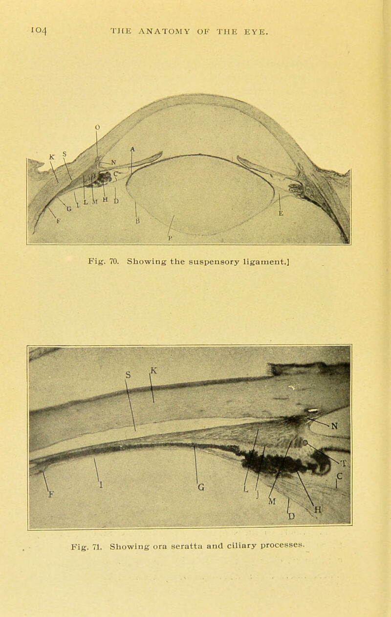 Fig. 71. Showing ora seratta and ciliary processes.