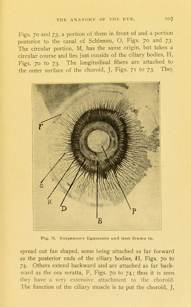 Figs. 70 and 73, a portion of them in front of and a portion posterior to the canal of Schlemm, O, Figs. 70 and 73. The circular portion, M, has the same origin, but takes a circular course and lies just outside of the ciliary bodies, H, Figs. 70 to 73. The longitudinal fibers are attached to the outer surface of the choroid, J, Figs. 71 to 73. The) spread out fan shaped, some being attached as far forward as the posterior ends of the ciliary bodies, H, Figs. 70 to 74. Others extend backward and arc attached as far back- ward as the ora scratta, F, Figs. 70 to 74; thus it is seen they have a very extensive attachment to the choroid. The function of the ciliary muscle is to put the choroid, J,