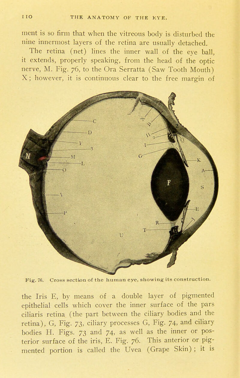 ment is so firm that when the vitreous body is disturbed the nine innermost layers of the retina are usually detached. The retina (net) lines the inner wall of the eye ball, it extends, properly speaking, from the head of the optic nerve, M. Fig. 76, to the Ora Serratta (Saw Tooth Mouth) X ; however, it is continuous clear to the free margin of Fig. 76. Cross sectloa of the human eye, showing its construction. the Iris E, by means of a double layer of pigmented epithelial cells which cover the inner surface of the pars ciliaris retina (the part between the ciliary bodies and the retina), G, Fig. 73, ciliary processes G, Fig. 74, and ciliary bodies H. Figs. 73 and 74, as well as the inner or pos- terior surface of the iris, E. Fig. 76. This anterior or pig- mented portion is called the Uvea (Grape Skin) ; it is