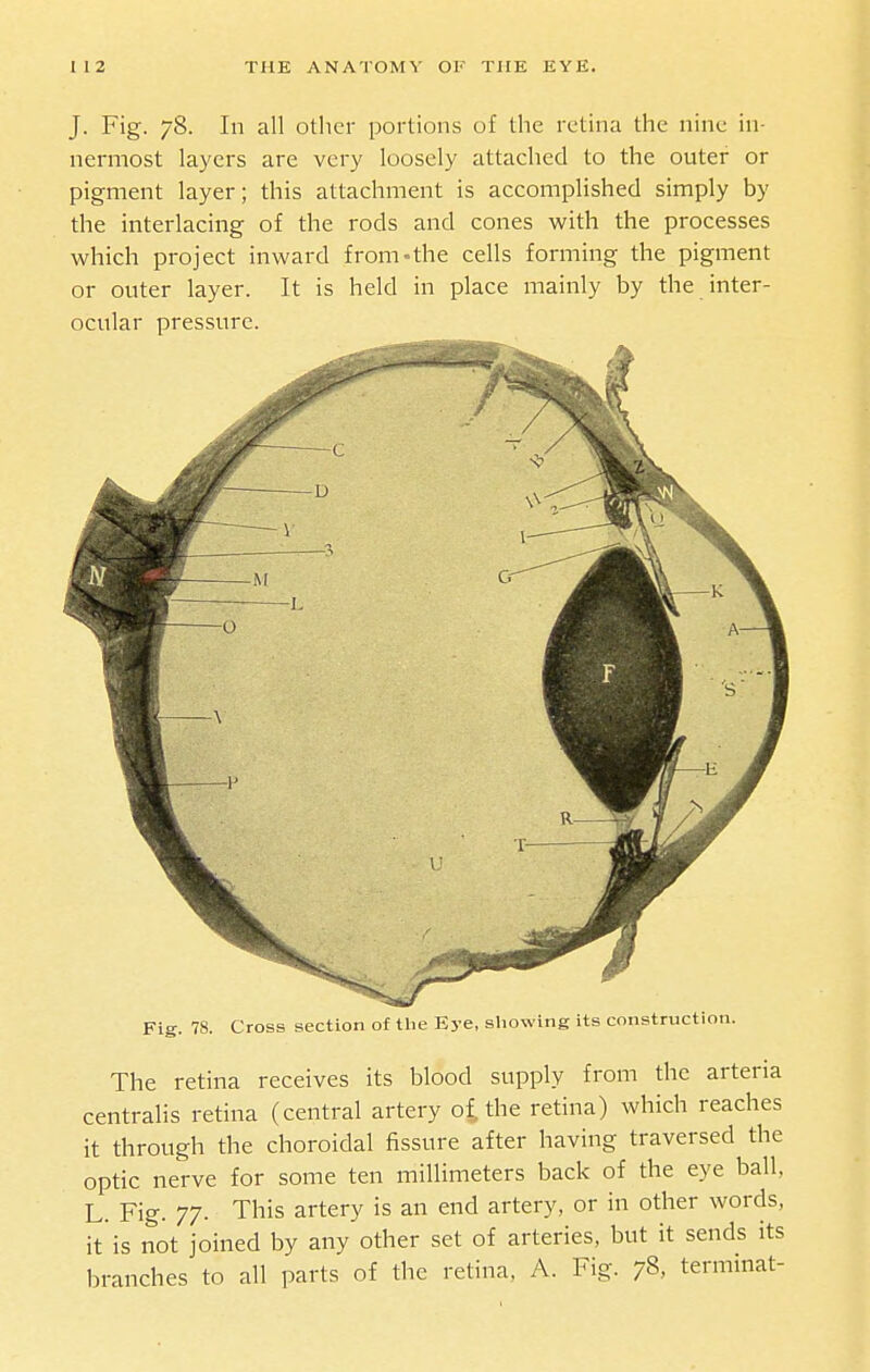 J. Fig. 78. In all other portions of the retina the nine in- nermost layers are very loosely attached to the outer or pigment layer; this attachment is accomplished simply by the interlacing of the rods and cones with the processes which project inward from-the cells forming the pigment or outer layer. It is held in place mainly by the inter- ocular pressure. Fig. 78. Cross section of tlie Eye, showing its construction. The retina receives its blood supply from the arteria centralis retina (central artery oi the retina) which reaches it through the choroidal fissure after having traversed the optic nerve for some ten millimeters back of the eye ball, L. Fig. 77. This artery is an end artery, or in other words, it'is not joined by any other set of arteries, but it sends its branches to all parts of the retina, A. Fig. 78, terminat-