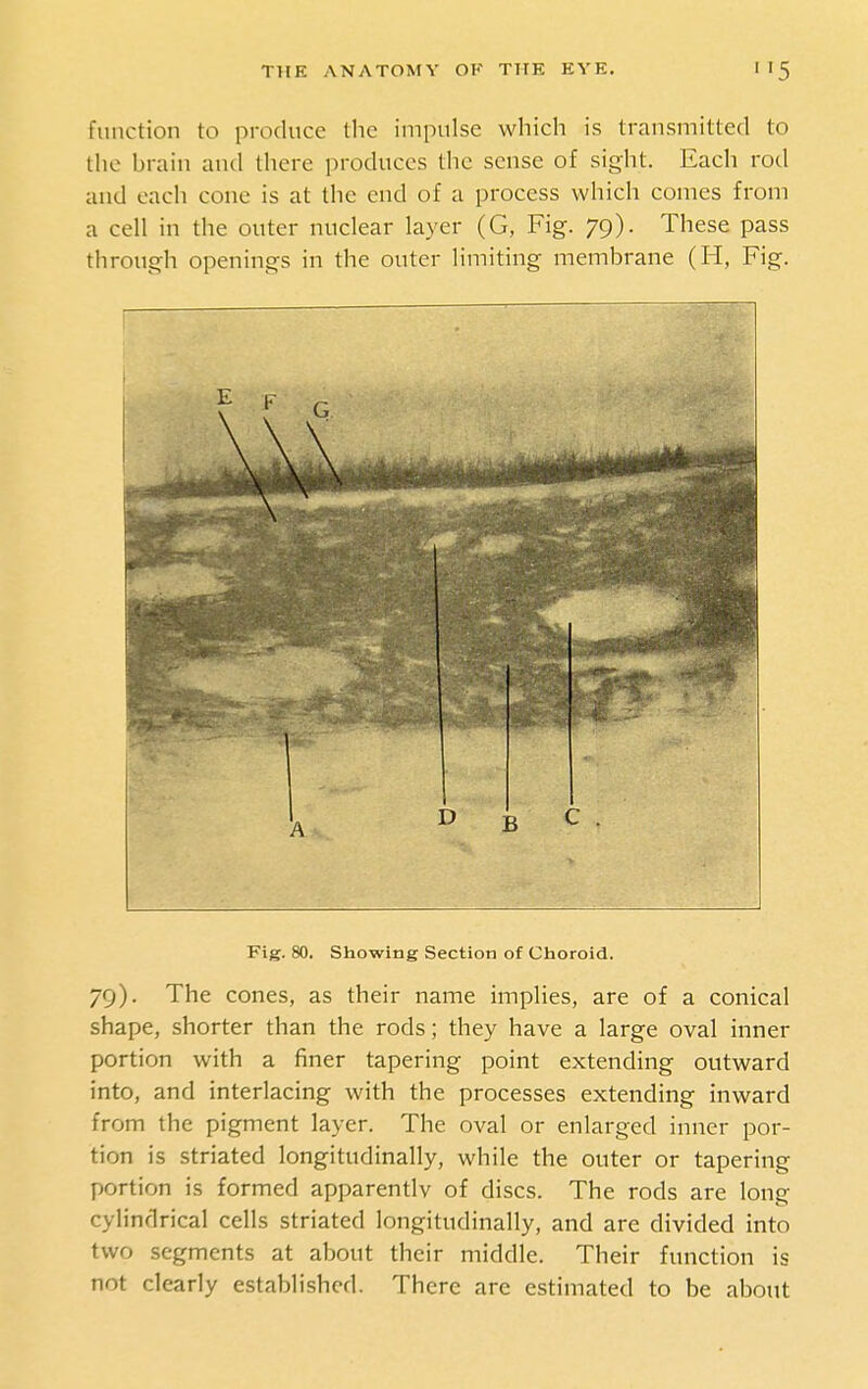 function to produce the impulse which is transmitted to tlie brain and there produces the sense of sight. Each rod and each cone is at the end of a process which comes from a cell in the outer nuclear layer (G, Fig. 79). These pass through openings in the outer limiting membrane (H, Fig. Fig. 80. Showing Section of Choroid. 79). The cones, as their name implies, are of a conical shape, shorter than the rods; they have a large oval inner portion with a finer tapering point extending outward into, and interlacing with the processes extending inward from the pigment layer. The oval or enlarged inner por- tion is striated longitudinally, while the outer or tapering portion is formed apparently of discs. The rods are long cylindrical cells striated longitudinally, and are divided into two segments at about their middle. Their function is not clearly established. There are estimated to be about