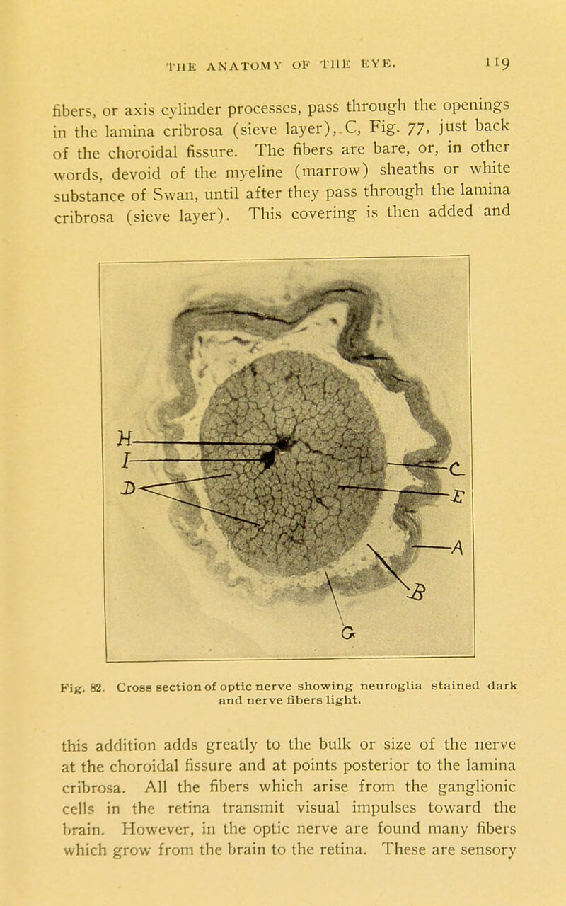 fibers, or axis cylinder processes, pass through the openings in the lamina cribrosa (sieve layer),.C, Fig. 77, just back of the choroidal fissure. The fibers are bare, or, in other words, devoid of the myeline (marrow) sheaths or white substance of Swan, until after they pass through the lamina cribrosa (sieve layer). This covering is then added and Fig. 82. Cross section of optic nerve showing neuroglia stained dark and nerve fibers light. this addition adds greatly to the bulk or size of the nerve at the choroidal fissure and at points posterior to the lamina cribrosa. All the fibers which arise from the ganglionic cells in the retina transmit visual impulses toward the brain. However, in the optic nerve are found many fibers which grow from the brain to the retina. These are sensory