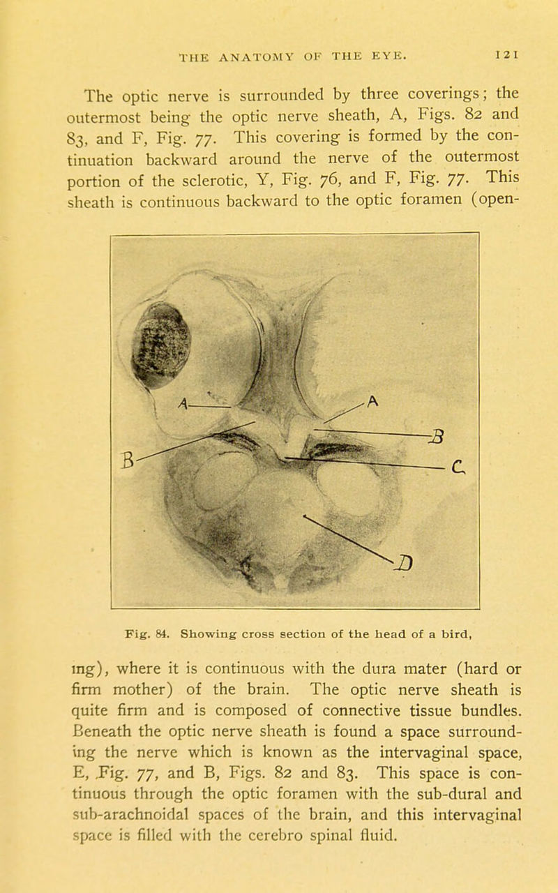 The optic nerve is surrounded by three coverings; the outermost being the optic nerve sheath, A, Figs. 82 and 83, and F, Fig. 77. This covering is formed by the con- tinuation backward around the nerve of the outermost portion of the sclerotic, Y, Fig. 76, and F, Fig. 77. This sheath is continuous backward to the optic foramen (open- Fig. 84. Showing cross section of the head of a bird, mg), where it is continuous with the dura mater (hard or firm mother) of the brain. The optic nerve sheath is quite firm and is composed of connective tissue bundles. Beneath the optic nerve sheath is found a space surround- ing the nerve which is known as the intervaginal space, E, .Fig. 77, and B, Figs. 82 and 83. This space is con- tinuous through the optic foramen with the sub-dural and sub-arachnoidal spaces of the brain, and this intervaginal space is filled with the cerebro spinal fluid.