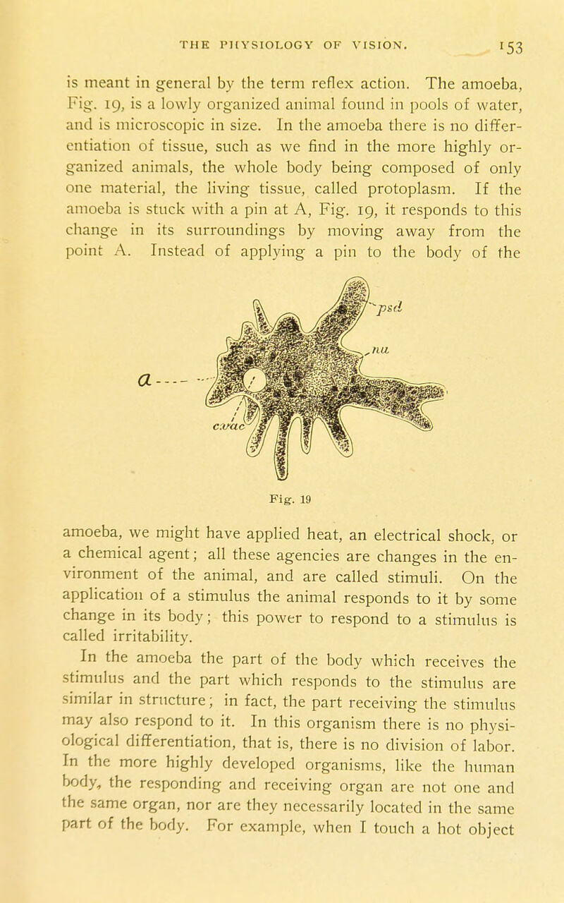 is meant in general by the term reflex action. The amoeba, Fig. 19, is a lowly organized animal found in pools of water, and is microscopic in size. In the amoeba there is no differ- entiation of tissue, such as we find in the more highly or- ganized animals, the whole body being composed of only one material, the living tissue, called protoplasm. If the amoeba is stuck with a pin at A, Fig. 19, it responds to this change in its surroundings by moving away from the point A. Instead of applying a pin to the body of the Fig. 19 amoeba, we might have applied heat, an electrical shock, or a chemical agent; all these agencies are changes in the en- vironment of the animal, and are called stimuli. On the application of a stimulus the animal responds to it by some change in its body; this power to respond to a stimulus is called irritability. In the amoeba the part of the body which receives the stimulus and the part which responds to the stimulus are similar in structure; in fact, the part receiving the stimulus may also respond to it. In this organism there is no physi- ological differentiation, that is, there is no division of labor. In the more highly developed organisms, like the human body, the responding and receiving organ are not one and the same organ, nor are they necessarily located in the same part of the body. For example, when I touch a hot object