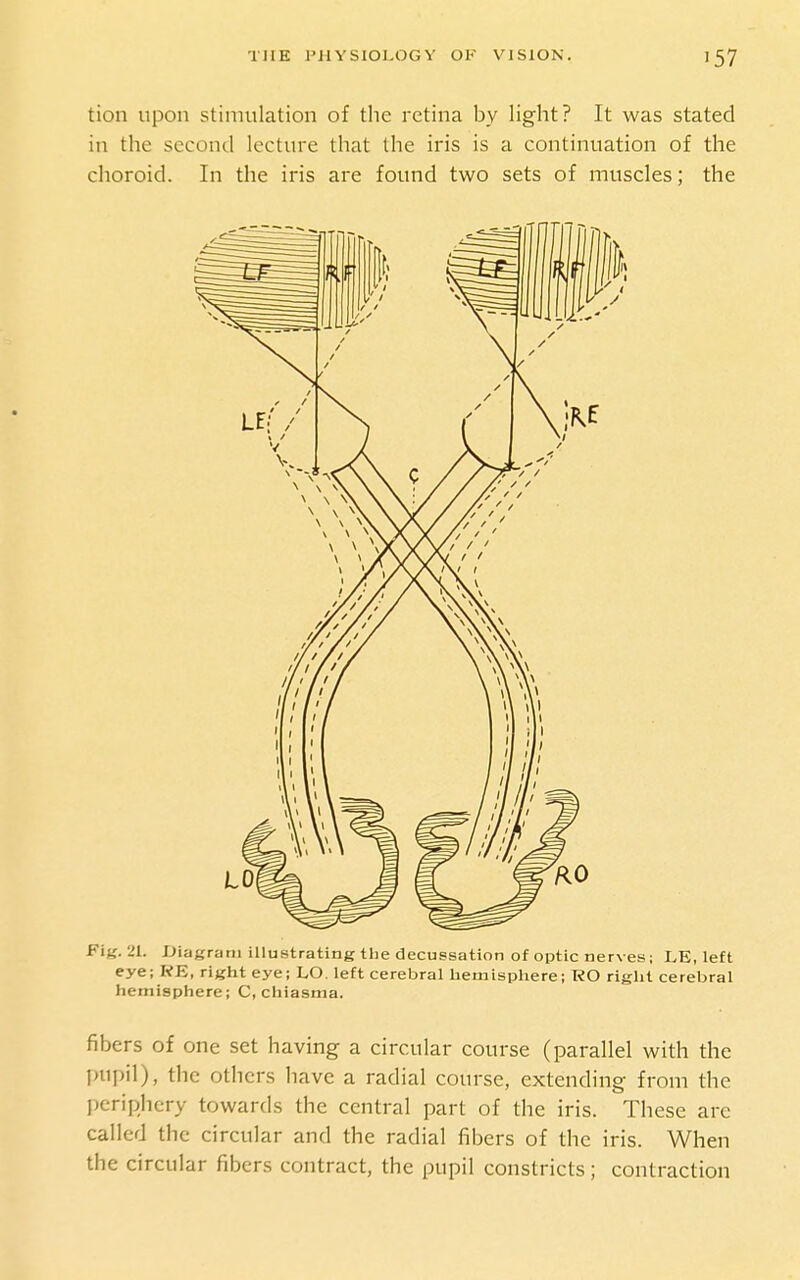 tion upon stimulation of the retina by light? It was stated in the second lecture that the iris is a continuation of the choroid. In the iris are found two sets of muscles; the Fig. 21. IJiagrani iUustrating the decussation of optic nerves; LE, left eye; RE, right eye; LO. left cerebral hemisphere; RO right cerebral hemisphere; Cchiasnja. fibers of one set having a circular course (parallel with the pupil), the others have a radial course, extending from the l)criphcry towards the central part of the iris. These arc called the circular and the radial fibers of the iris. When the circular fibers contract, the pupil constricts; contraction