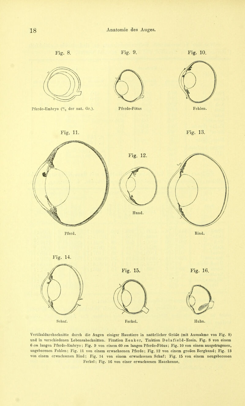 Fig. 8. Fig. 9. Fig. 10. Pferde-Embryo (8/i der nat. Gr.). Pferde-Fötus Fohlen. Fig. 11. Fig. 13. Pferd. Rind. Fig. 14. Schaf. Ferkel. Huhn. Vertikaldurchschnitte durch die Augen einiger Haustiere in natürlicher Größe (mit Ausnahme von Fig. 8) und in verschiedenen Lehensahschnitten. Fixation Zenker, Tinktion Delafield-Eosin. Fig. 8 von einem 6 cm langen Pferde-Emhryo ; Fig. 9 von einem 60 cm langen Pferde-Fötus; Fig. 10 von einem ausgetragenen, ungehorenen Fohlen; Fig. 11 von einem erwachsenen Pferde; Fig. 12 von einem großen Berghund; Fig. 13 von einem erwachsenen Rind; Fig. 14 von einem erwachsenen Schaf; Fig. 15 von einem neugehorenen Ferkel; Fig. 16 von einer erwachsenen Haushenne.