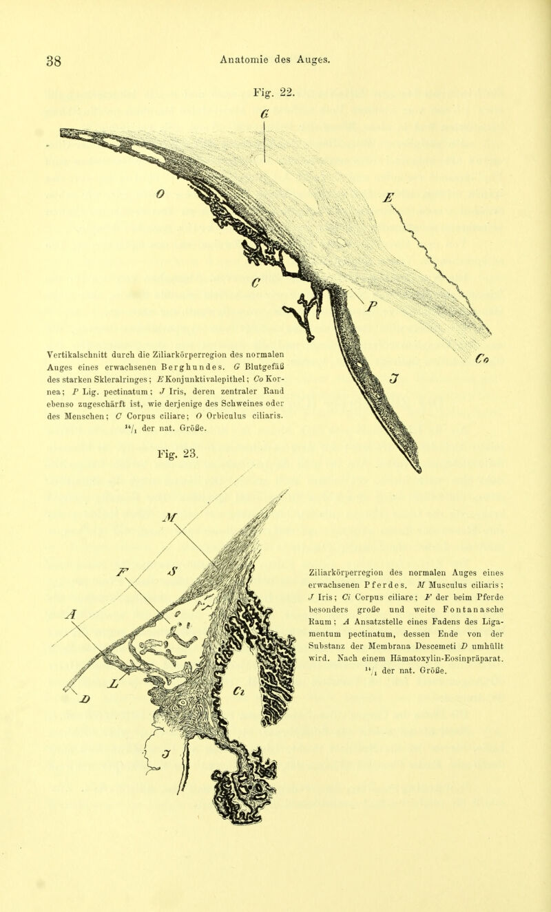 Für. 2: s x Vertikalschnitt durch die Ziliarkörperregion des normalen Auges eines erwachsenen Berghundes. G Blutgefäß des starken Skleralringes; .EKonjunktivalepithel; Co Kor- nea; P Lig. pectinatum; J Iris, deren zentraler Rand ehenso zugeschärft ist, wie derjenige des Schweines oder des Menschen; C Corpus ciliare; O Orbiculus ciliaris. u/i der nat. Größe. v Co Ziliarkörperregion des normalen Auges eines erwachsenen Pferdes. M Musculus ciliaris ; J Iris; Ci Corpus ciliare; F der beim Pferde besonders große und weite Fontana sehe Kaum; A Ansatzstelle eines Fadens des Liga- mentum pectinatum, dessen Ende von der Substanz der Membrana Descemeti D umhüllt wird. Nach einem Hämatoxylin-Eosinpräparat. u/i der nat. Größe.