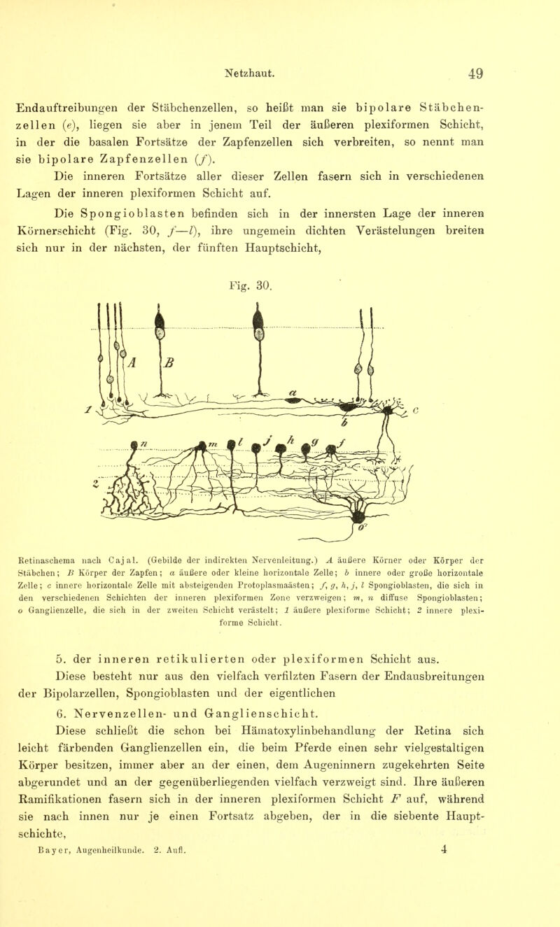 Endauftreibungen der Stäbchenzellen, so heißt man sie bipolare Stäbchen- zellen (e)j liegen sie aber in jenem Teil der äußeren plexiformen Schicht, in der die basalen Fortsätze der Zapfenzellen sich verbreiten, so nennt man sie bipolare Zapfenzellen (/). Die inneren Fortsätze aller dieser Zellen fasern sich in verschiedenen Lagen der inneren plexiformen Schicht auf. Die Spongioblasten befinden sich in der innersten Lage der inneren Körnerschicht (Fig. 30, /—l), ihre ungemein dichten Verästelungen breiten sich nur in der nächsten, der fünften Hauptschicht, Fig. 30. Retinaschema nach Cajal. (Gebilde der indirekten Nervenleitung.) A äußere Körner oder Körper der Stabchen; B Körper der Zapfen; a äußere oder kleine horizontale Zelle; b innere oder große horizontale Zelle; c innere horizontale Zelle mit absteigenden Protoplasmaästen; /, g, h,j, l Spongioblasten, die sich in den verschiedenen Schichten der inneren plexiformen Zone verzweigen; m, n diffuse Spongioblasten; o Ganglienzelle, die sich in der zweiten Schicht verästelt; 1 äußere plexiforme Schieht; 2 innere plexi- forme Schicht. 5. der inneren retikulierten oder plexiformen Schicht aus. Diese besteht nur aus den vielfach verfilzten Fasern der Endausbreitungen der Bipolarzellen, Spongioblasten und der eigentlichen 6. Nervenzellen- und Ganglienschicht. Diese schließt die schon bei Hämatoxylinbehandlung der Retina sich leicht färbenden Ganglienzellen ein, die beim Pferde einen sehr vielgestaltigen Körper besitzen, immer aber an der einen, dem Augeninnern zugekehrten Seite abgerundet und an der gegenüberliegenden vielfach verzweigt sind. Ihre äußeren Ramifikationen fasern sich in der inneren plexiformen Schicht F auf, während sie nach innen nur je einen Fortsatz abgeben, der in die siebente Haupt- schichte, Bayer, Augenheilkunde. 2. Aufl. 4