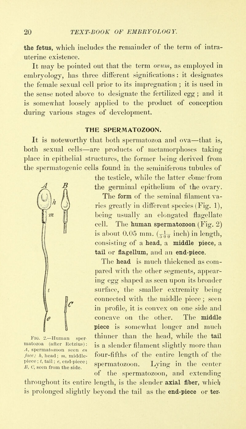 the fetus, which includes the remainder of the term of intra- uterine existence. It may be pointed out that the term ovum, as employed in embryology, has three different significations : it designates the female sexual cell prior to its impregnation ; it is used in the sense noted above to designate the fertilized egg; and it is somewhat loosely applied to the product of conception during various stages of development. THE SPERMATOZOON. It is noteworthy that both spermatozoa and ova—that is, both sexual cells—are products of metamorphoses taking place in epithelial structures, the former being derived from the spermatogenic cells found in the seminiferous tubules of the testicle, while the latter come from the germinal epithelium of the ovary. The form of the seminal filament va- ries greatly in different species (Fig. 1), being usually an elongated flagellate cell. The human spermatozoon (Fig. 2) is about 0.05 mm. (j-^ inch) in length, consisting of a head, a middle piece, a tail or flagellum, and an end-piece. The head is much thickened as com- pared with the other segments, appear- ing egg shaped as seen upon its broader surface, the smaller extremity being connected with the middle piece; seen in profile, it is convex on one side and concave on the other. The middle piece is somewhat longer and much thinner than the head, while the tail is a slender filament slightly more than four-fifths of the entire length of the spermatozoon. Lying in the center of the spermatozoon, and extending throughout its entire length, is the slender axial fiber, whiclj is prolonged slightly beyond the tail as the end-piece or ter. sper- Fig. 2.—Human matozoa (after Retzius): A, spermatozoon seen en face; h, head; m, middle- piece ; t, tail; e, end-piece; B, C, seen from the side.