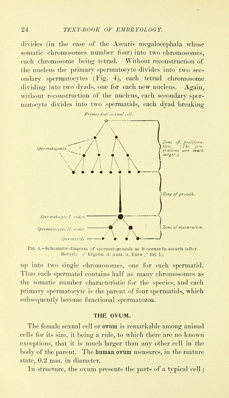 divides (in the case of the Ascaris megalocephala whose somatic chromosomes number four) into two chromosomes, each chromosome being tetrad. Without reconstruction of the nucleus the primary spermatocyte divides into two sec- ondary spermatocytes (Fig. 4), each tetrad chromosome dividing into two dyads, one for each new nucleus. Again, without reconstruction of the nucleus, each secondary sper- matocyte divides into two spermatids, each dyad breaking Primordial sexual cell. Fig. 4.—Schematic diagram of spermatogenesis as it occurs in ascaris (after Boveri). ( Ergebn. d. Anat. u. Entw., Bd. I.) up into two single chromosomes, one for each spermatid. Thus each spermatid contains half as many chromosomes as the somatic number characteristic for the species, and each primary spermatocyte is the parent of four spermatids, which subsequently become functional spermatozoa. THE OVUM. The female sexual cell or ovum is remarkable among animal cells for its size, it being a rule, to which there are no known exceptions, that it is much larger than any other cell in the body of the parent. The human ovum measures, in the mature state, 0.2 mm. in diameter. In structure, the ovum presents the parts of a typical cell;