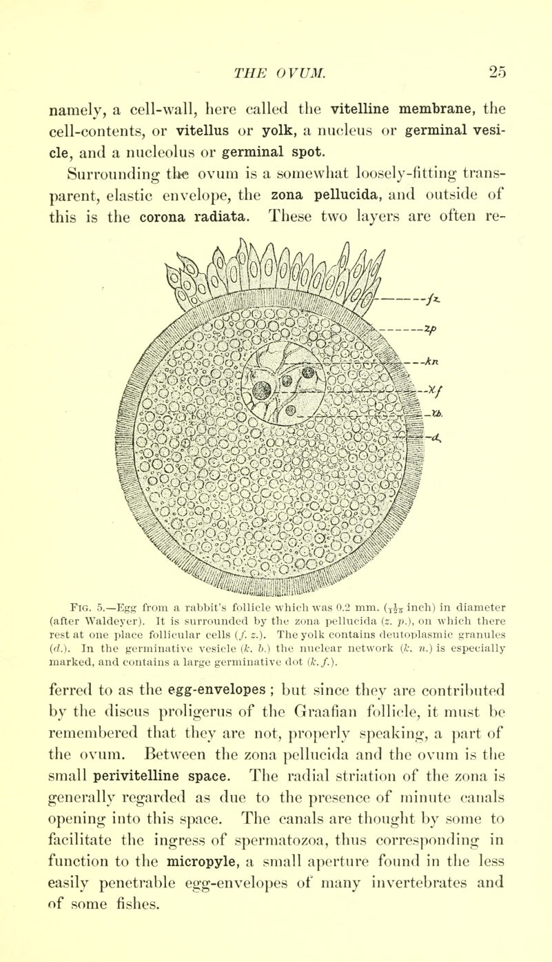 namely, a cell-wall, here called the vitelline membrane, the cell-contents, or vitellus or yolk, a nucleus or germinal vesi- cle, and a nucleolus or germinal spot. Surrounding the ovum is a somewhat loosely-fitting trans- parent, elastic envelope, the zona pellucida, and outside of this is the corona radiata. These two layers are often re- _Vd-.rJfov). 1 o „ ;.r„-c-^k: Fig. 5.—Egg from a rabbit's follicle which was 0.2 mm. (X£K inch) in diameter (after Waldeyer). It is surrounded by the zona pellucida (z. p.), on which there rest at one place follicular cells (/. z.). The yolk contains deutoplasmic granules id.). In the germinative vesicle (k. b.) the nuclear network (k. n.) is especially marked, and contains a large germinative dot (k.f.). ferred to as the egg-envelopes ; but since they are contributed by the discus proligerus of the Graafian follicle, it must be remembered that they are not, properly speaking, a part of the ovum. Between the zona pellucida and the ovum is the small perivitelline space. The radial striation of the zona is generally regarded as due to the presence of minute canals opening into this space. The canals are thought by some to facilitate the ingress of spermatozoa, thus corresponding in function to the micropyle, a small aperture found in the less easily penetrable egg-envelopes of many invertebrates and of some fishes.