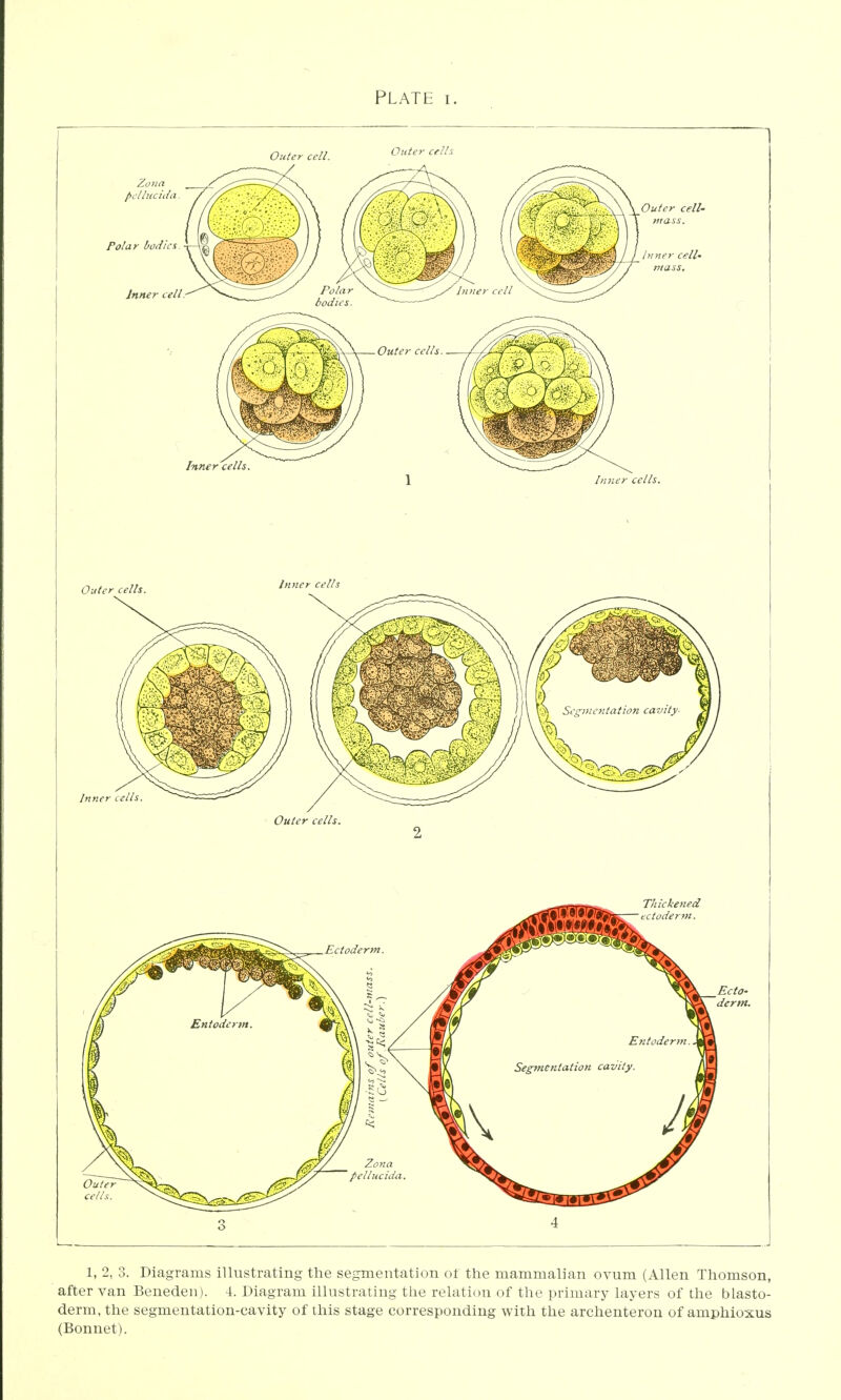 PLATE I. Outer cells. 2 3 4 1, 2, 3. Diagrams illustrating the segmentation of the mammalian ovum (Allen Thomson, after van Beneden). 4. Diagram illustrating the relation of the primary layers of the blasto- derm, the segmentation-cavity of this stage corresponding with the archenteron of amphioxus (Bonnet).