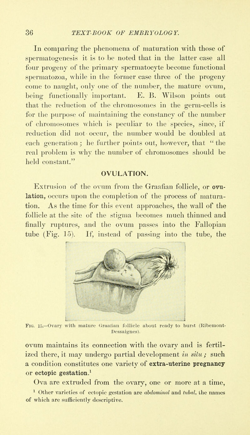 In comparing the phenomena of maturation with those of spermatogenesis it is to be noted that in the latter case all four progeny of the primary spermatocyte become functional spermatozoa, while in the former case three of the progeny come to naught, only one of the number, the mature ovum, being functionally important. E. B. Wilson points out that the reduction of the chromosomes in the germ-cells is for the purpose of maintaining the constancy of the number of chromosomes which is peculiar to the species, since, if reduction did not occur, the number would be doubled at each generation ; he further points out, however, that  the real problem is why the number of chromosomes should be held constant, OVULATION. Extrusion of the ovum from the Graafian follicle, or ovu- lation, occurs upon the completion of the process of matura- tion. As the time for this event approaches, the wall of the follicle at the site of the stigma becomes much thinned and finally ruptures, and the ovum passes into the Fallopian tube (Fig. 15). If, instead of passing into the tube, the L Fig. 15— Ovary with mature Graafian follicle about ready to burst (Ribemont- Dessaignes). ovum maintains its connection with the ovary and is fertil- ized there, it may undergo partial development in situ; such a condition constitutes one variety of extra-uterine pregnancy or ectopic gestation.1 Ova are extruded from the ovary, one or more at a time, 1 Other varieties of ectopic gestation are abdominal and tubal, the names of which are sufficiently descriptive.