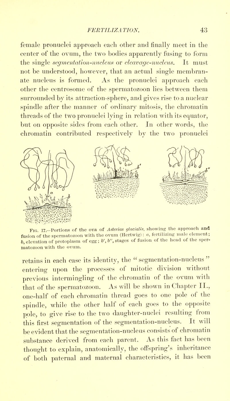 female pronuclei approach each other and finally meet in the center of the ovum, the two bodies apparently fusing to form the single segmentation-nucleus or cleavage-nucleus. It must not be understood, however, that an actual single membran- ate nucleus is formed. As the pronuclei approach each other the centrosome of the spermatozoon lies between them surrounded by its attraction-sphere, and gives rise to a nuclear spindle after the manner of ordinary mitosis, the chromatin threads of the two pronuclei lying in relation with its equator, but on opposite sides from each other. In other words, the chromatin contributed respectively by the two pronuclei Fig. 17— Portions of the ova of Asterias glacialis, showing the approach and fusion of the spermatozoon with the ovum (Hertwig): a, fertilizing male element; 6, elevation of protoplasm of egg; V, b, stages of fusion of the head of the sper- matozoon with the ovum. retains in each case its identity, the  segmentation-nucleus  entering upon the processes of mitotic division without previous intermingling of the chromatin of the ovum with that of the spermatozoon. As will be shown in Chapter II., one-half of each chromatin thread goes to one pole of the spindle, while the other half of each goes to the opposite pole, to give rise to the two daughter-nuclei resulting from this first segmentation of the segmentation-nucleus. It will be evident that the segmentation-nucleus consists of chromatin substance derived from each parent. As this fact has been thought to explain, anatomically, the offspring's inheritance of both paternal and maternal characteristics, it has been