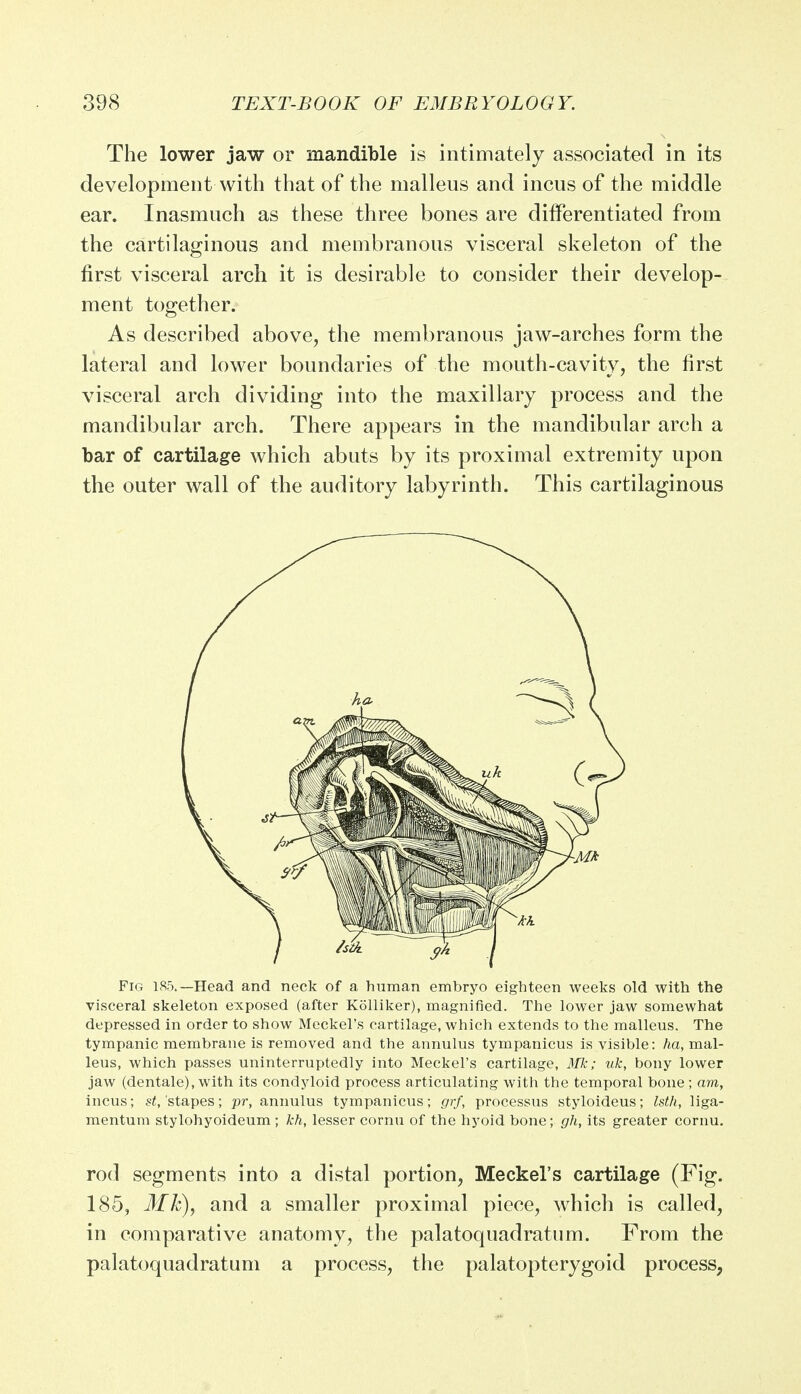 The lower jaw or mandible is intimately associated in its development with that of the malleus and incus of the middle ear. Inasmuch as these three bones are differentiated from the cartilaginous and membranous visceral skeleton of the first visceral arch it is desirable to consider their develop- ment together. As described above, the membranous jaw-arches form the lateral and lower boundaries of the mouth-cavity, the first visceral arch dividing into the maxillary process and the mandibular arch. There appears in the mandibular arch a bar of cartilage which abuts by its proximal extremity upon the outer wall of the auditory labyrinth. This cartilaginous Fig 185.—Head and neck of a human embryo eighteen weeks old with the visceral skeleton exposed (after Kolliker), magnified. The lower jaw somewhat depressed in order to show Meckel's cartilage, which extends to the malleus. The tympanic membrane is removed and the annulus tympanicus is visible: ha, mal- leus, which passes uninterruptedly into Meckel's cartilage, Mk; uk, bony lower jaw (dentale), with its condyloid process articulating with the temporal bone ; am, incus; st, 'stapes; pr, annulus tympanicus; grf, processus styloideus; hth, liga- mentum stylohyoideum ; kh, lesser cornu of the hyoid bone; gh, its greater cornu. rod segments into a distal portion, Meckel's cartilage (Fig. 185, Mk), and a smaller proximal piece, which is called, in comparative anatomy, the palatoquadratum. From the palatoquadratum a process, the palatopterygoid process,