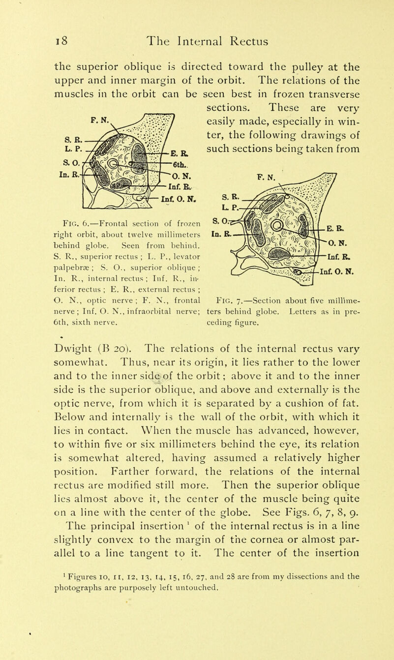 the superior oblique is directed toward the pulley at the upper and inner margin of the orbit. The relations of the muscles in the orbit can be seen best in frozen transverse sections. These are very easily made, especially in win- ter, the following drawings of such sections being taken from F. N. Inf. B., Inf. O. N„ Fig. 6.—Frontal section of frozen right orbit, about twelve millimeters behind globe. Seen from behind. S. R., superior rectus ; L. P., levator palpebral; S. O., superior oblique; In. R., internal rectus ; Inf. R., in- ferior rectus ; E. R., external rectus ; O. N., optic nerve; F. N., frontal nerve; Inf. O. N., infraorbital nerve; ters behind globe 6th, sixth nerve. ceding figure. Fig. 7.—Section about five millime- Letters as in pre- Dwight (B 20). The relations of the internal rectus vary somewhat. Thus, near its origin, it lies rather to the lower and to the inner side of the orbit; above it and to the inner side is the superior oblique, and above and externally is the optic nerve, from which it is separated by a cushion of fat. Below and internally is the wall of the orbit, with which it lies in contact. When the muscle has advanced, however, to within five or six millimeters behind the eye, its relation is somewhat altered, having assumed a relatively higher position. Farther forward, the relations of the internal rectus are modified still more. Then the superior oblique lies almost above it, the center of the muscle being quite on a line with the center of the globe. See Figs. 6, 7, 8, 9. The principal insertion 1 of the internal rectus is in a line slightly convex to the margin of the cornea or almost par- allel to a line tangent to it. The center of the insertion 1 Figures 10, ir, 12, 13, 14, 15, 16, 27, and 28 are from my dissections and the photographs are purposely left untouched.