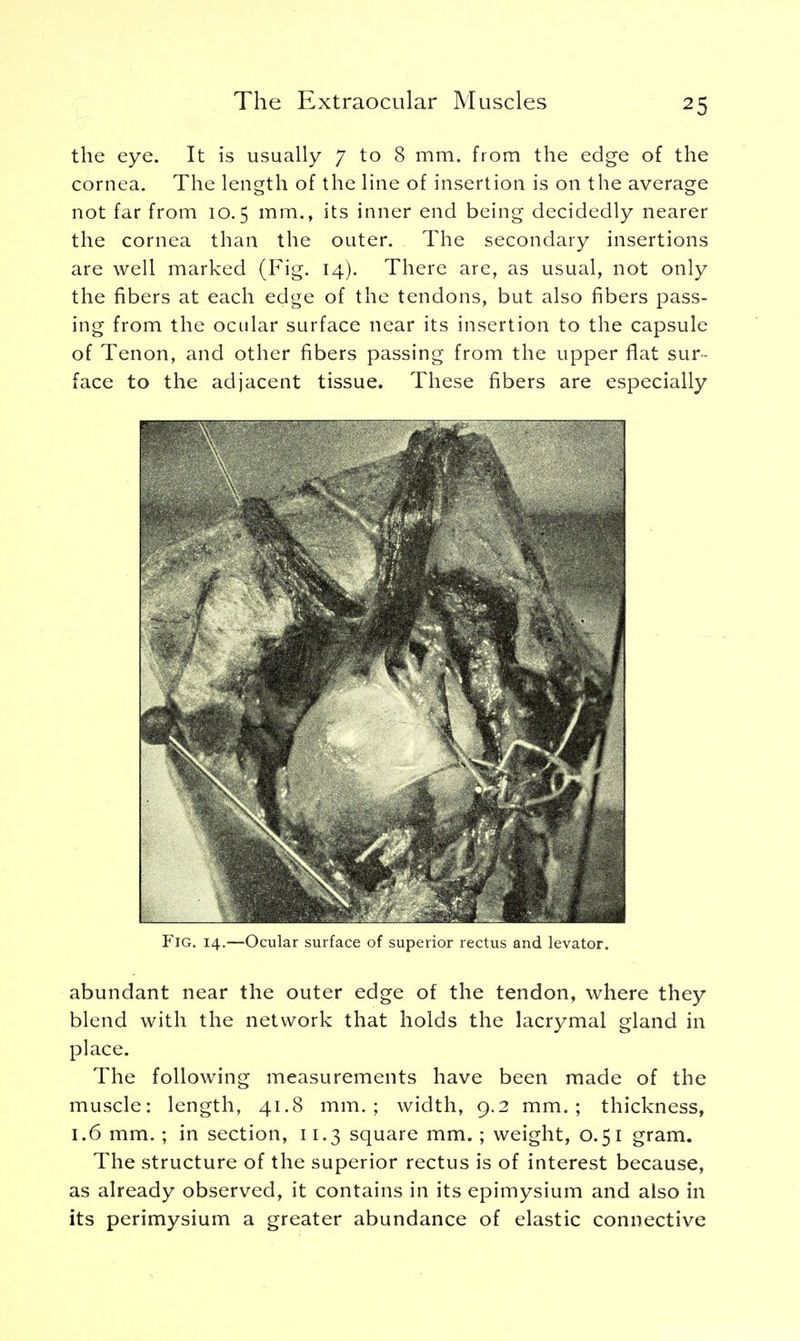 the eye. It is usually 7 to 8 mm. from the edge of the cornea. The length of the line of insertion is on the average not far from 10.5 mm., its inner end being decidedly nearer the cornea than the outer. The secondary insertions are well marked (Fig. 14). There are, as usual, not only the fibers at each edge of the tendons, but also fibers pass- ing from the ocular surface near its insertion to the capsule of Tenon, and other fibers passing from the upper flat sur- face to the adjacent tissue. These fibers are especially Fig. 14.—Ocular surface of superior rectus and levator. abundant near the outer edge of the tendon, where they blend with the network that holds the lacrymal gland in place. The following measurements have been made of the muscle: length, 41.8 mm.; width, 9.2 mm.; thickness, 1.6 mm.; in section, 11.3 square mm. ; weight, 0.51 gram. The structure of the superior rectus is of interest because, as already observed, it contains in its epimysium and also in its perimysium a greater abundance of elastic connective