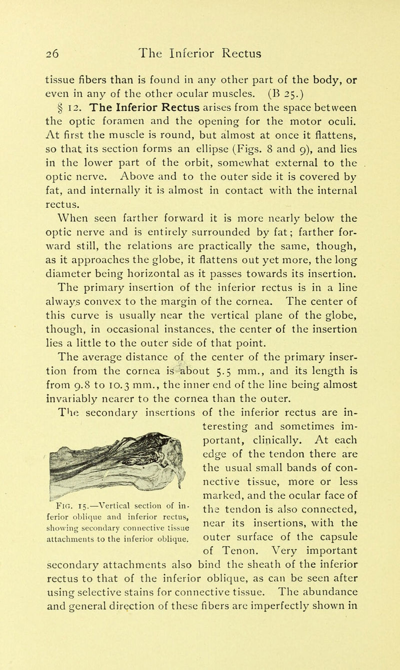 tissue fibers than is found in any other part of the body, or even in any of the other ocular muscles. (B 25.) § 12. The Inferior Rectus arises from the space between the optic foramen and the opening for the motor oculi. At first the muscle is round, but almost at once it flattens, so that its section forms an ellipse (Figs. 8 and 9), and lies in the lower part of the orbit, somewhat external to the optic nerve. Above and to the outer side it is covered by fat, and internally it is almost in contact with the internal rectus. When seen farther forward it is more nearly below the optic nerve and is entirely surrounded by fat; farther for- ward still, the relations are practically the same, though, as it approaches the globe, it flattens out yet more, the long diameter being horizontal as it passes towards its insertion. The primary insertion of the inferior rectus is in a line always convex to the margin of the cornea. The center of this curve is usually near the vertical plane of the globe, though, in occasional instances, the center of the insertion lies a little to the outer side of that point. The average distance of the center of the primary inser- tion from the cornea is about 5.5 mm., and its length is from 9.8 to 10.3 mm., the inner end of the line being almost invariably nearer to the cornea than the outer. The secondary insertions of the inferior rectus are in- secondary attachments also bind the sheath of the inferior rectus to that of the inferior oblique, as can be seen after using selective stains for connective tissue. The abundance and general direction of these fibers are imperfectly shown in Fig. 15.—Vertical section of in- ferior oblique and inferior rectus, showing secondary connective tissue attachments to the inferior oblique. teresting and sometimes im- portant, clinically. At each edge of the tendon there are the usual small bands of con- nective tissue, more or less marked, and the ocular face of the tendon is also connected, near its insertions, with the outer surface of the capsule of Tenon. Very important