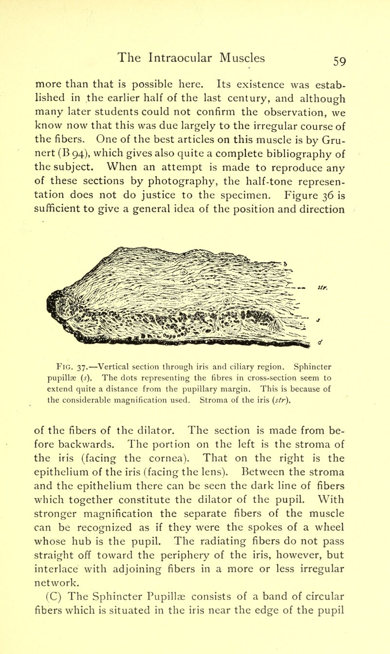 more than that is possible here. Its existence was estab- lished in the earlier half of the last century, and although many later students could not confirm the observation, we know now that this was due largely to the irregular course of the fibers. One of the best articles on this muscle is by Gru- nert (B 94), which gives also quite a complete bibliography of the subject. When an attempt is made to reproduce any of these sections by photography, the half-tone represen- tation does not do justice to the specimen. Figure 36 is sufficient to give a general idea of the position and direction Fig. 37.—Vertical section through iris and ciliary region. Sphincter pupillae (s). The dots representing the fibres in cross-section seem to extend quite a distance from the pupillary margin. This is because of the considerable magnification used. Stroma of the iris (str). of the fibers of the dilator. The section is made from be- fore backwards. The portion on the left is the stroma of the iris (facing the cornea). That on the right is the epithelium of the iris (facing the lens). Between the stroma and the epithelium there can be seen the dark line of fibers which together constitute the dilator of the pupil. With stronger magnification the separate fibers of the muscle can be recognized as if they were the spokes of a wheel whose hub is the pupil. The radiating fibers do not pass straight off toward the periphery of the iris, however, but interlace with adjoining fibers in a more or less irregular network. (C) The Sphincter Pupillae consists of a band of circular fibers which is situated in the iris near the edge of the pupil