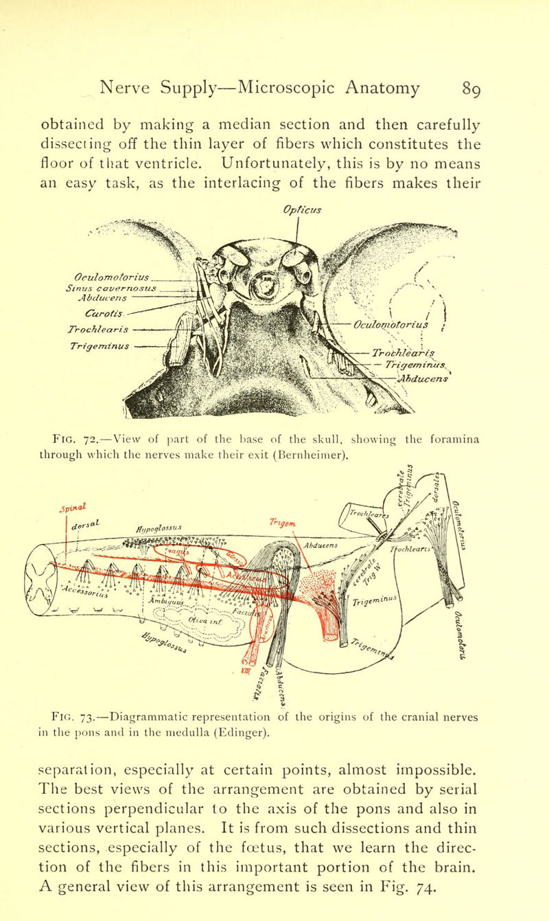 obtained by making a median section and then carefully dissecting off the thin layer of fibers which constitutes the floor of that ventricle. Unfortunately, this is by no means an easy task, as the interlacing of the fibers makes their Opticus Fig. 72. — View of part of the base of the skull, showing the foramina through which the nerves make their exit (Bernheimer). Fig. 73.—Diagrammatic representation of the origins of the cranial nerves in the pons and in the medulla (Edinger). separation, especially at certain points, almost impossible. The best views of the arrangement are obtained by serial sections perpendicular to the axis of the pons and also in various vertical planes. It is from such dissections and thin sections, especially of the foetus, that we learn the direc- tion of the fibers in this important portion of the brain. A general view of this arrangement is seen in Fig. 74.