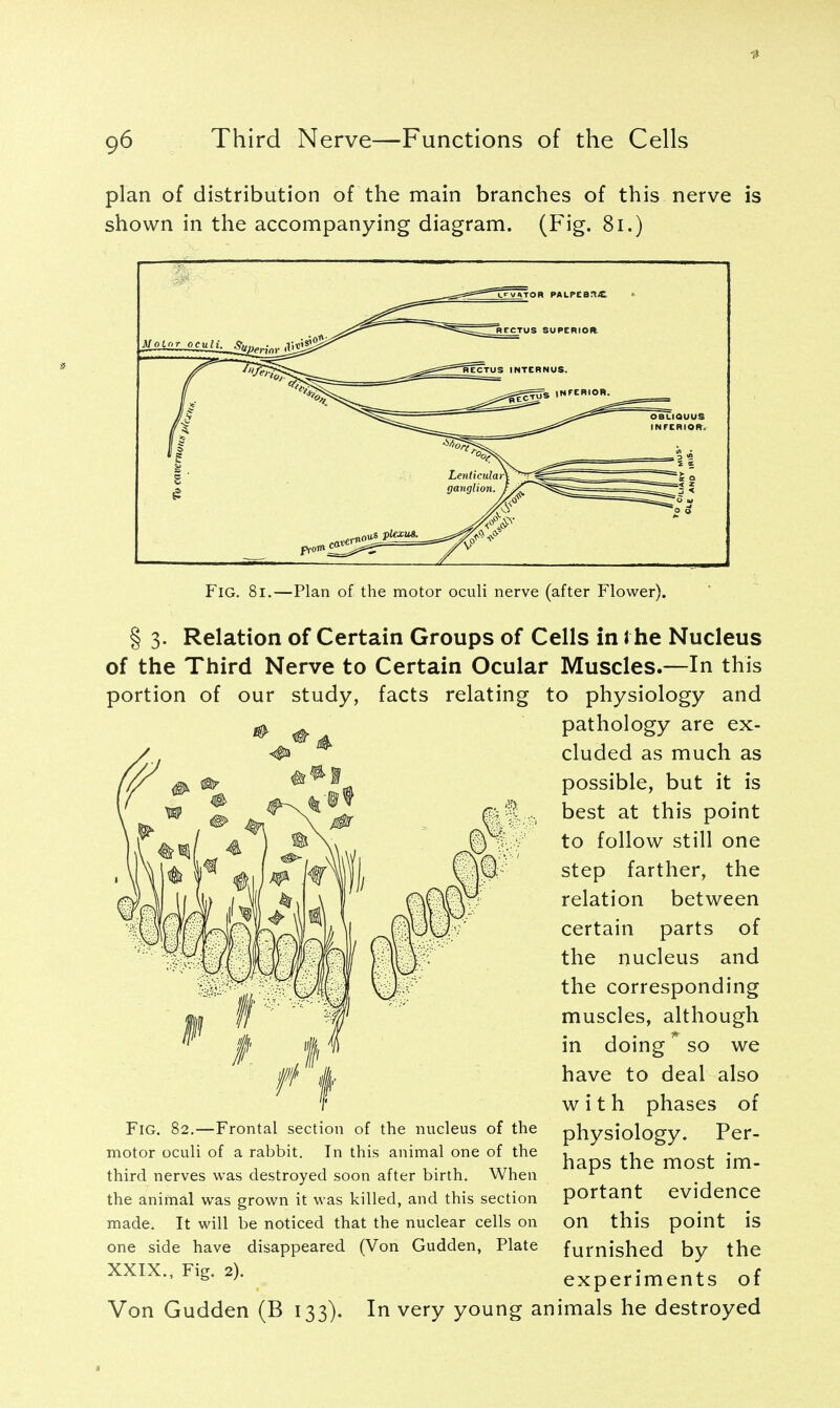 plan of distribution of the main branches of this nerve is shown in the accompanying diagram. (Fig. 81.) Fig. 8i.—Plan of the motor oculi nerve (after Flower). § 3. Relation of Certain Groups of Cells in the Nucleus of the Third Nerve to Certain Ocular Muscles.—In this portion of our study, facts relating to physiology and pathology are ex- cluded as much as possible, but it is best at this point to follow still one step farther, the relation between certain parts of the nucleus and the corresponding muscles, although in doing ^ so we have to deal also with phases of physiology. Per- haps the most im- portant evidence on this point is furnished by the experiments of In very young animals he destroyed Fig. 82.—Frontal section of the nucleus of the motor oculi of a rabbit. In this animal one of the third nerves was destroyed soon after birth. When the animal was grown it was killed, and this section made. It will be noticed that the nuclear cells on one side have disappeared (Vori Gudden, Plate XXIX., Fig. 2). Von Gudden (B 133).