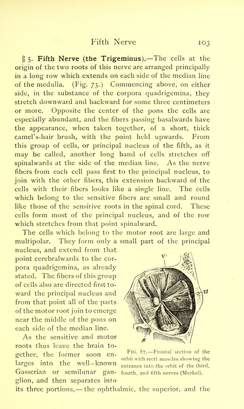 § 5. Fifth Nerve (the Trigeminus).—The cells at the origin of the two roots of this nerve are arranged principally in a long row which extends on each side of the median line of the medulla. (Fig. 73.) Commencing above, on either side, in the substance of the corpora quadrigemina, they stretch downward and backward for some three centimeters or more. Opposite the center of the pons the cells are especially abundant, and the fibers passing basalwards have the appearance, when taken together, of a short, thick camel's-hair brush, with the point held upwards. From this group of cells, or principal nucleus of the fifth, as it may be called, another long band of cells stretches off spinalwards at the side of the median line. As the nerve fibers from each cell pass first to the principal nucleus, to join with the other fibers, this extension backward of the cells with their fibers looks like a single line. The cells which belong to the sensitive fibers are small and round like those of the sensitive roots in the spinal cord. These cells form most of the principal nucleus, and of the row which stretches from that point spinalward. The cells which belong to the motor root are large and multipolar. They form only a small part of the principal nucleus, and extend from that point cerebralwards to the cor- pora quadrigemina, as already stated. The fibers of this group of cells also are directed first to- ward the principal nucleus and from that point all of the parts of the motor root join to emerge near the middle of the pons on each side of the median line. As the sensitive and motor roots thus leave the brain to- gether, the former soon en- orbit with recti muscles showing the larges into the well - known entrance into the orbit of the third> Gasserian or semilunar gan- fourth, and fifth nerves (Merkel). glion, and then separates into its three portions,— the ophthalmic, the superior, and the Fig. 87.—Frontal section of the