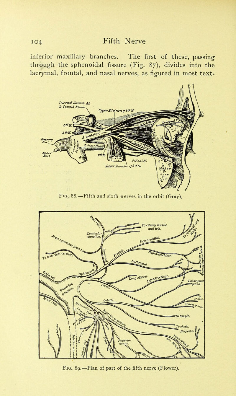 io4 inferior maxillary branches. The first of these, passing through the sphenoidal fissure (Fig. 87), divides into the lacrymal, frontal, and nasal nerves, as figured in most text- Fig. 88.—Fifth and sixth nerves in the orbit (Gray). Fig. 89.—Plan of part of the fifth nerve (Flower).