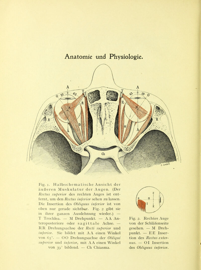 Anatomie und Physiologie» Fig. I. Halbschematische Ansicht der äußeren Muskulatur der Augen. (Der Rechts superior des rechten Auges ist ent- fernt, um den Rectus inferior sehen zu lassen. Die Insertion des Obliquus inferior ist von oben nur gerade sichtbar. Fig. 2 gibt sie in ihrer ganzen Ausdehnung wieder.) — T Trochlea. — M Drehpunkt. — AA An- teroposteriore oder sagittale Achse. — RR Drehungsachse der Recti superior und inferior. Sie bildet mit AA einen Winkel von 63°. — 00 Drehungsachse der Obliqui superior und inferior, mit AA einen Winkel von 39° bildend. — Ch Chiasma. Fig. 2. von der Schläfenseite gesehen. — M Dreh- punkt. — FE Inser- tion des Rectus exier- nits. — Ol Insertion des Obliquus inferior.