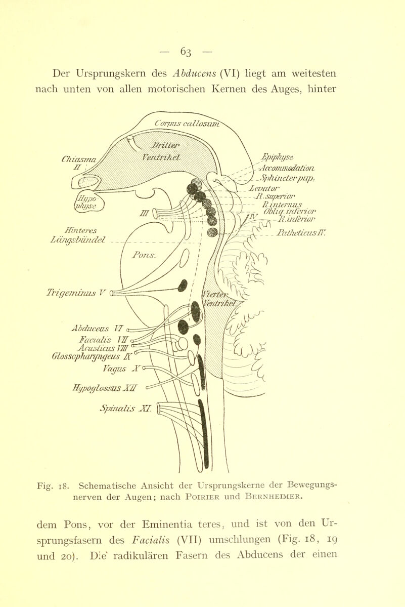 Der Urspmngskern des Äbducens (VI) liegt am weitesten nach unten von allen motorischen Kernen des Auges, hinter Fig. i8. Schematische Ansicht der Ursprungskerne der Bewegungs- nerven der Augen; nach Poirier und Bernheimer. dem Pons, vor der Eminentia teres, und ist von den Ur- sprungsfasern des Facialis (VII) umschlungen (Fig. i8, 19 und 20). Die radikulären Fasern des Abducens der einen