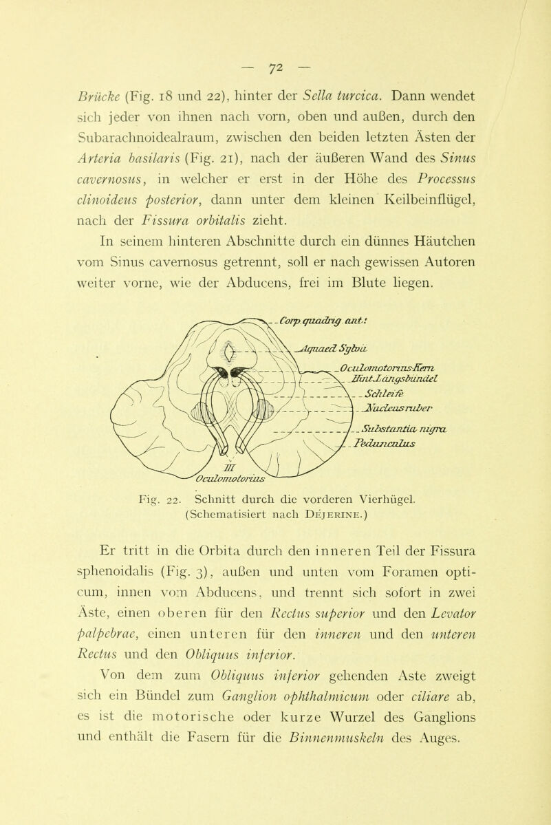 Brücke (Fig. i8 und 22), hinter der Sella turcica. Dann wendet sich jeder von ihnen nach vorn, oben und außen, durch den Subarachnoidealraum, zwischen den beiden letzten Ästen der Arteria hasilaris (Fig. 21), nach der äußeren Wand des Sinus cavernosus, in welcher er erst in der Höhe des Processus clinoideus posterior, dann unter dem kleinen Keilbeinflügel, nach der Fissura orhitalis zieht. In seinem hinteren Abschnitte durch ein dünnes Häutchen vom Sinus cavernosus getrennt, soll er nach gewissen Autoren weiter vorne, wie der Abducens, frei im Blute liegen. Fig. 22. Schnitt durch die vorderen Vierhügel. (Schematisiert nach Dejerine.) Er tritt in die Orbita durch den inneren Teil der Fissura sphenoidalis (Fig. 3), außen und unten vom Foramen opti- cum, innen vom Abducens, und trennt sich sofort in zwei Äste, einen oberen für den Rectus superior und den Levator palpebrae, einen unteren für den inneren und den unteren Rectus und den Ohliquus inferior. Von dem zum Ohliquus inferior gehenden Aste zweigt sich ein Bündel zum Ganglion ophthalmicum oder ciliare ab, es ist die motorische oder kurze Wurzel des Ganghons und enthält die Fasern für die Binnenmuskeln des Auges.