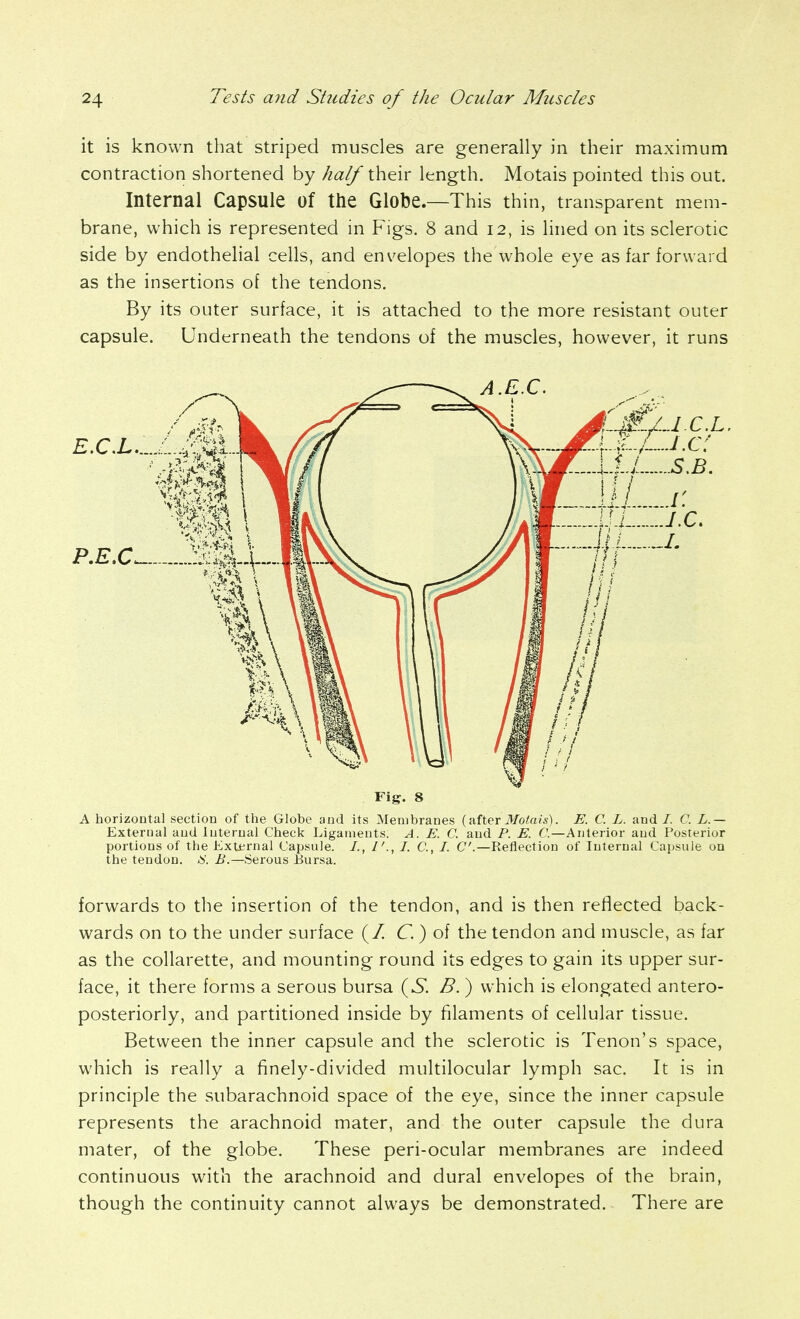 it is known that striped muscles are generally in their maximum contraction shortened by half their length. Motais pointed this out. Internal Capsule of the Globe.—This thin, transparent mem- brane, which is represented in Figs. 8 and 12, is lined on its sclerotic side by endothelial cells, and envelopes the whole eye as far forward as the insertions of the tendons. By its outer surface, it is attached to the more resistant outer capsule. Underneath the tendons of the muscles, however, it runs Fig. 8 A horizontal section of the Globe and its Membranes (after ilfo^a/*). E. C. L. and/. C. L.— External and Internal Check Ligaments. A. E. C. and P. E. f'.—Anterior and Posterior portions of the External Capsule. /., /. C, I. C.—Reflection of Internal Capsule on the tendon. B.—Serous Bursa. forwards to the insertion of the tendon, and is then reflected back- wards on to the under surface (/ C ) of the tendon and muscle, as far as the collarette, and mounting round its edges to gain its upper sur- face, it there forms a serous bursa {S. B. ) which is elongated antero- posteriorly, and partitioned inside by filaments of cellular tissue. Between the inner capsule and the sclerotic is Tenon's space, which is really a finely-divided multilocular lymph sac. It is in principle the subarachnoid space of the eye, since the inner capsule represents the arachnoid mater, and the outer capsule the dura mater, of the globe. These peri-ocular membranes are indeed continuous with the arachnoid and dural envelopes of the brain, though the continuity cannot always be demonstrated. There are