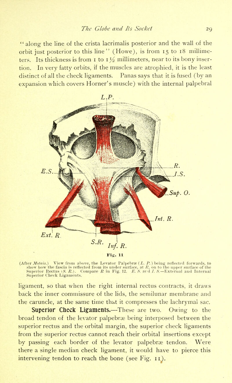  along the line of the crista lacrimahs posterior and the wall of the orbit just posterior to this line (Howe), is from 15 to 18 millime- ters. Its thickness is from i to millimeters, near to its bony inser- tion. In very fatty orbits, if the muscles are atrophied, it is the least distinct of all the check ligaments. Panas says that it is fused (by an expansion which covers Horner's muscle) with the internal palpebral L.P. Sup. 0. Ext: R. S.R. Inf. R. Fiff. 11 (After il/o/rt/s.) View from above, the Levator Paljiebrse (L. P.) beiug reflected forwards, to show bow the fascia is reflected from its under surface, at E, on to the upper surface of the Superior Rectus [S. R.). Comjjare R in Fig. 12. E. S. ard/. *S'.—External and Internal Superior Check Ligaments. ligament, so that when the right internal rectus contracts, it draws back the inner commissure of the lids, the semilunar membrane and the caruncle, at the same time that it compresses the lachrymal sac. Superior Check Ligaments.—These are two. Owing to the broad tendon of the le\'ator palpebrae being interposed between the superior rectus and the orbital margin, the superior check ligaments from the superior rectus cannot reach their orbital insertions except by passing each border of the levator palpebrae tendon. Were there a single median check ligament, it would have to pierce this intervening tendon to reach the bone (see Fig. ii^.