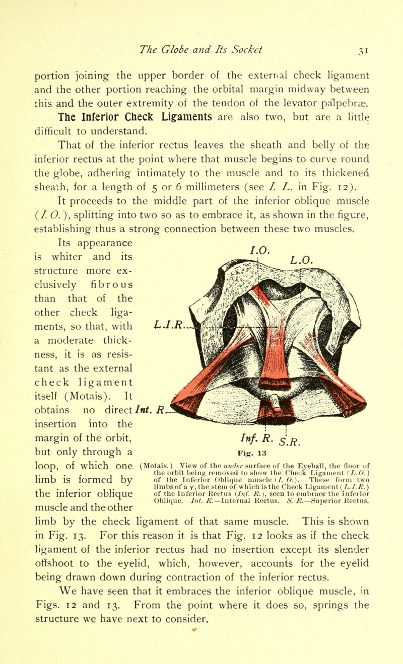 portion joining the upper border of the exterrial check hgament and the other portion reaching the orbital margin midway between this and the outer extremity of the tendon of the levator palpebrse. The Inferior Check Li§:aments are also two, but are a little difficult to understand. That of the inferior rectus leaves the sheath and belly of the inferior rectus at the point where that muscle begins to curve round the globe, adhering intimately to the muscle and to its thickened shea'ch, for a length of 5 or 6 millimeters (see / L. in Fig. 12). It proceeds to the middle part of the inferior oblique muscle (/ O. ), splitting into two so as to embrace it, as shown in the figure, establishing thus a strong connection between these two muscles. Its appearance ^ ^ is whiter and its ^j,,, Q, structure more ex- J^^'^'P^^^ clusively fibrous ^ than that of the other check liga- ments, so that, with a moderate thick- ness, it is as resis- tant as the external check ligament itself (Motais). It obtains no direct Int. R.. insertion into the margin of the orbit, but only through a LJ.R Inf, R. Fig. 13 (Motais.) View of the under surface of the Eyeball, the floor of the orbit beiug removed to show the Check Ligament (L.O.) of the Inferior Oblique muscle (/. 0.). These form two limbs of a y, the stem of which is the Check Ligament ) of the Inferior Rectus {Inf. R.), seen to embrace the Inferior Oblique. Int. R.—Internal Rectus. S. R.—Superior Rectus. loop, of which one limb is formed by the inferior oblique muscle and the other limb by the check ligament of that same muscle. This is shown in Fig. 13. For this reason it is that Fig. 12 looks as if the check ligament of the inferior rectus had no insertion except its slender offshoot to the eyelid, which, however, accounts for the eyelid being drawn down during contraction of the inferior rectus. We have seen that it embraces the inferior oblique muscle, in Figs. 12 and 13. From the point where it does so, springs the structure we have next to consider.