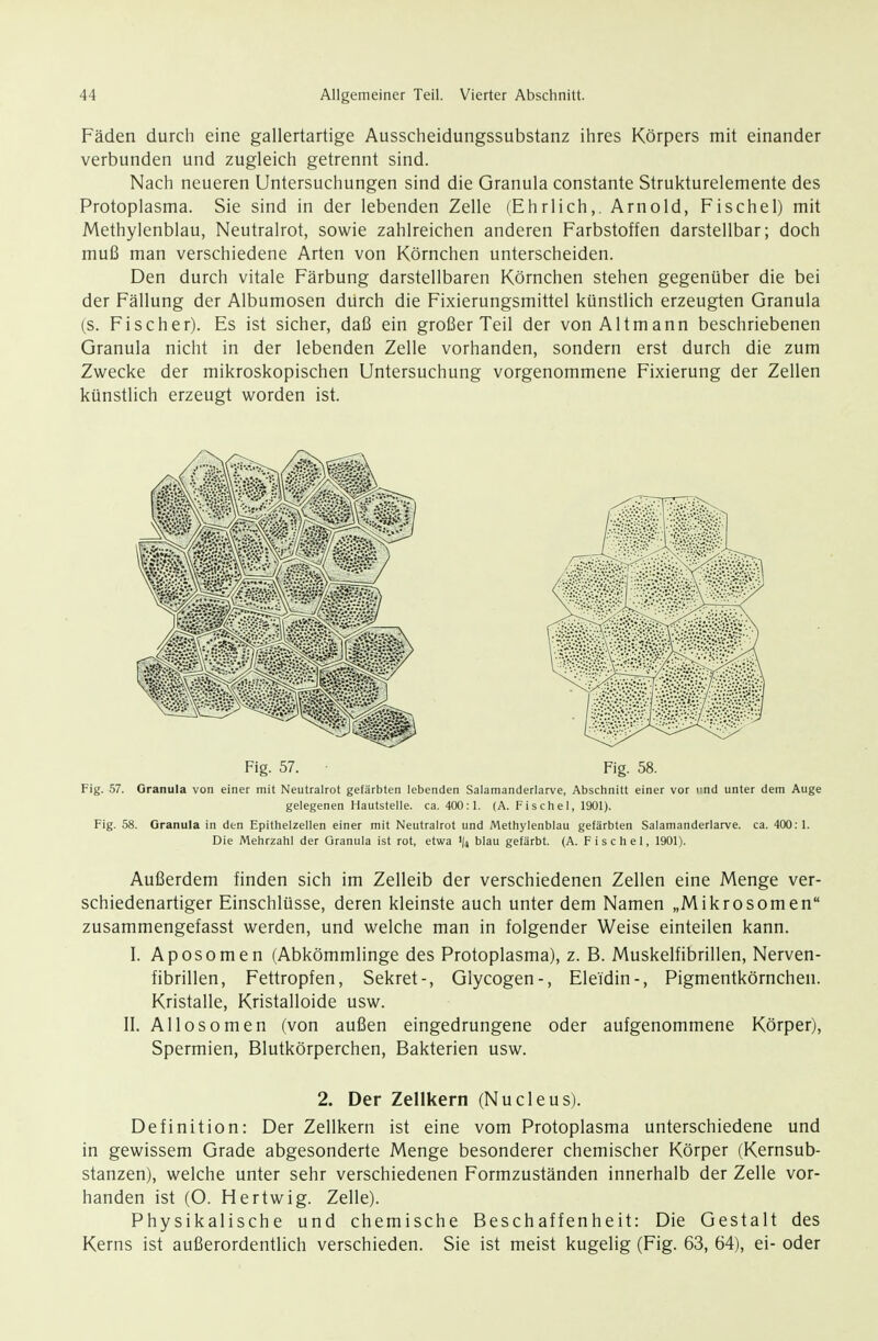 Fäden durch eine gallertartige Ausscheidungssubstanz ihres Körpers mit einander verbunden und zugleich getrennt sind. Nach neueren Untersuchungen sind die Granula constante Strukturelemente des Protoplasma. Sie sind in der lebenden Zelle (Ehrlich,. Arnold, Fischet) mit Methylenblau, Neutralrot, sowie zahlreichen anderen Farbstoffen darstellbar; doch muß man verschiedene Arten von Körnchen unterscheiden. Den durch vitale Färbung darstellbaren Körnchen stehen gegenüber die bei der Fällung der Albumosen durch die Fixierungsmittel künstlich erzeugten Granula (s. Fischer), Es ist sicher, daß ein großer Teil der von Altmann beschriebenen Granula nicht in der lebenden Zelle vorhanden, sondern erst durch die zum Zwecke der mikroskopischen Untersuchung vorgenommene Fixierung der Zellen künstlich erzeugt worden ist. Fig. 57. Fig. 58. Fig. 57. Granula von einer mit Neutralrot gefärbten lebenden Salamanderlarve, Abschnitt einer vor und unter dem Auge gelegenen Hautstelle, ca. 400:1. (A. Fisctiel, 1901). Fig. 58. Granula in den Epithelzellen einer mit Neutralrot und Methylenblau gefärbten Salamanderlarve, ca. 400:1. Die Mehrzahl der Granula ist rot, etwa 1)4 blau gefärbt. (A. F i s c h e 1, 1901). Außerdem finden sich im Zelleib der verschiedenen Zellen eine Menge ver- schiedenartiger Einschlüsse, deren kleinste auch unter dem Namen „Mikrosomen zusammengefasst werden, und welche man in folgender Weise einteilen kann. I. Aposomen (Abkömmlinge des Protoplasma), z. B. Muskelfibrillen, Nerven- fibrillen, Fettropfen, Sekret-, Glycogen-, Eleidin-, Pigmentkörnchen. Kristalle, Kristalloide usw. II. Allosomen (von außen eingedrungene oder aufgenommene Körper), Spermien, Blutkörperchen, Bakterien usw. 2. Der Zellkern (Nucleus). Definition: Der Zellkern ist eine vom Protoplasma unterschiedene und in gewissem Grade abgesonderte Menge besonderer chemischer Körper (Kernsub- stanzen), welche unter sehr verschiedenen Formzuständen innerhalb der Zelle vor- handen ist (O. Hertwig. Zelle). Physikalische und chemische Beschaffenheit: Die Gestalt des Kerns ist außerordentlich verschieden. Sie ist meist kugelig (Fig. 63, 64), ei- oder