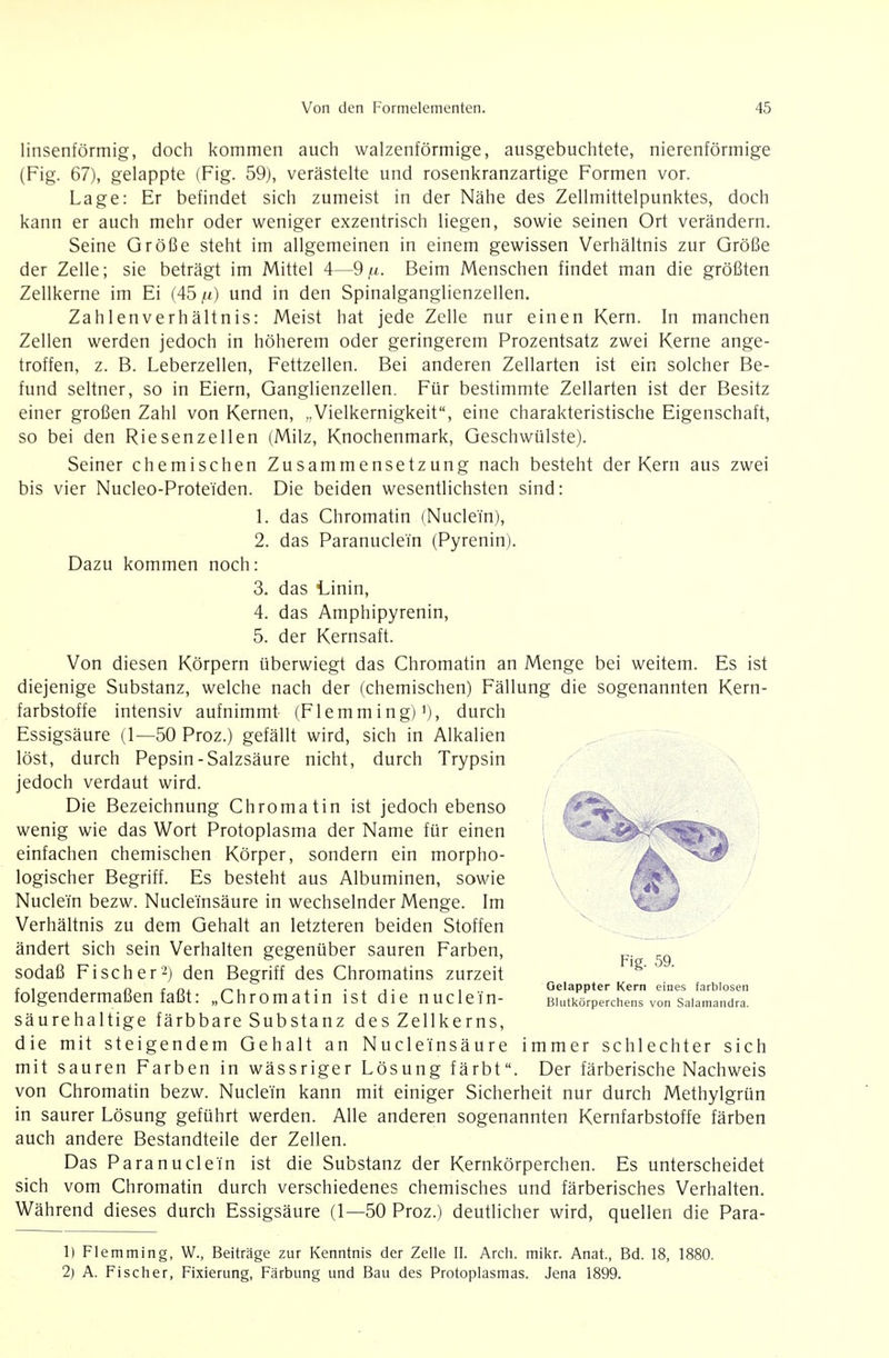 linsenförmig, doch kommen auch walzenförmige, ausgebuchtete, nierenförmige (Fig. 67), gelappte (Fig. 59), verästelte und rosenkranzartige Formen vor. Lage: Er befindet sich zumeist in der Nähe des Zellmittelpunktes, doch kann er auch mehr oder weniger exzentrisch liegen, sowie seinen Ort verändern. Seine Größe steht im allgemeinen in einem gewissen Verhältnis zur Größe der Zelle; sie beträgt im Mittel 4—9 fi. Beim Menschen findet man die größten Zellkerne im Ei (45 fi) und in den Spinalganglienzellen. Zahlenverhältnis: Meist hat jede Zelle nur einen Kern. In manchen Zellen werden jedoch in höherem oder geringerem Prozentsatz zwei Kerne ange- troffen, z. B. Leberzellen, Fettzellen. Bei anderen Zellarten ist ein solcher Be- fund seltner, so in Eiern, Ganglienzellen. Für bestimmte Zellarten ist der Besitz einer großen Zahl von Kernen, „Vielkernigkeit, eine charakteristische Eigenschaft, so bei den Riesenzellen (Milz, Knochenmark, Geschwülste). Seiner chemischen Zusammensetzung nach besteht der Kern aus zwei bis vier Nucleo-Protei'den. Die beiden wesentlichsten sind: L das Chromatin (Nuclei'n), 2. das Paranuclein (Pyrenin). Dazu kommen noch: 3. das l^inin, 4. das Amphipyrenin, 5. der Kernsaft. Von diesen Körpern überwiegt das Chromatin an Menge bei weitem. Es ist diejenige Substanz, welche nach der (chemischen) Fällung die sogenannten Kern- farbstoffe intensiv aufnimmt (Flemming)'), durch Essigsäure (1—50 Proz.) gefällt wird, sich in Alkalien löst, durch Pepsin-Salzsäure nicht, durch Trypsin \ jedoch verdaut wird. Die Bezeichnung Chromatin ist jedoch ebenso wenig wie das Wort Protoplasma der Name für einen einfachen chemischen Körper, sondern ein morpho- ■ logischer Begriff. Es besteht aus Albuminen, sowie Nuclein bezw. Nucleinsäure in wechselnder Menge. Im Verhältnis zu dem Gehalt an letzteren beiden Stoffen ändert sich sein Verhalten gegenüber sauren Farben, ^. ^„ rlP 59 sodaß Fischer'^) den Begriff des Chromatins zurzeit r, j n r ni /-.i ....i- i Gelappter Kern eines farblosen folgendermaßen faßt: „Chromatin ist die nuclein- Blutkörperchens von saiamandra. säurehaltige färbbare Substanz des Zellkerns, die mit steigendem Gehalt an Nucleinsäure immer schlechter sich mit sauren Farben in wässriger Lösung färbt. Der färberische Nachweis von Chromatin bezw. Nuclein kann mit einiger Sicherheit nur durch Methylgrün in saurer Lösung geführt werden. Alle anderen sogenannten Kernfarbstoffe färben auch andere Bestandteile der Zellen. Das Paranuclein ist die Substanz der Kernkörperchen. Es unterscheidet sich vom Chromatin durch verschiedenes chemisches und färberisches Verhalten. Während dieses durch Essigsäure (1—50 Proz.) deutlicher wird, quellen die Para- 1) Flemming, W., Beiträge zur Kenntnis der Zelle II. Arch. mikr. Anat., Bd. 18, 1880. 2) A. Fischer, Fixierung, Färbung und Bau des Protoplasmas. Jena 1899.