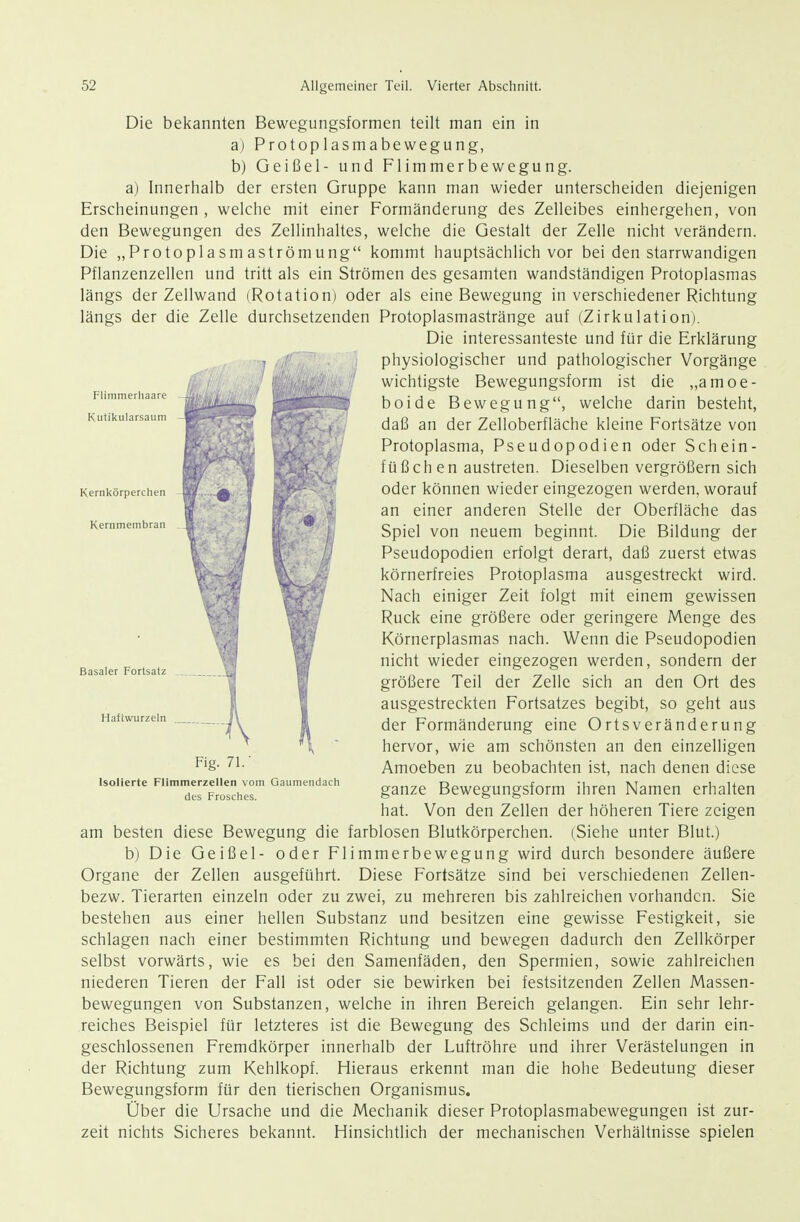 Flimmerhaaii Kutikularsaum Kernkörperchen Kernmembran Die bekannten Bewegungsformen teilt man ein in a) Protoplasmabewegung, b) Geißel- und Flimmerbewegung. a) Innerhalb der ersten Gruppe kann man wieder unterscheiden diejenigen Erscheinungen, welche mit einer Formänderung des Zelleibes einhergehen, von den Bewegungen des Zellinhaltes, welche die Gestalt der Zelle nicht verändern. Die „Protoplasmaströmung kommt hauptsächlich vor bei den starrwandigen Pflanzenzellen und tritt als ein Strömen des gesamten wandständigen Protoplasmas längs der Zellwand (Rotation) oder als eine Bewegung in verschiedener Richtung längs der die Zelle durchsetzenden Protoplasmastränge auf (Zirkulation). Die interessanteste und für die Erklärung physiologischer und pathologischer Vorgänge wichtigste Bewegungsform ist die „amoe- boide Bewegung, welche darin besteht, daß an der Zelloberfläche kleine Fortsätze von Protoplasma, Pseudopodien oder Schein- füßchen austreten. Dieselben vergrößern sich oder können wieder eingezogen werden, worauf an einer anderen Stelle der Oberfläche das Spiel von neuem beginnt. Die Bildung der Pseudopodien erfolgt derart, daß zuerst etwas körnerfreies Protoplasma ausgestreckt wird. Nach einiger Zeit folgt mit einem gewissen Ruck eine größere oder geringere Menge des Körnerplasmas nach. Wenn die Pseudopodien nicht wieder eingezogen werden, sondern der größere Teil der Zelle sich an den Ort des ausgestreckten Fortsatzes begibt, so geht aus der Formänderung eine Ortsveränderung hervor, wie am schönsten an den einzelligen Amoeben zu beobachten ist, nach denen diese ganze Bewegungsform ihren Namen erhalten hat. Von den Zellen der höheren Tiere zeigen am besten diese Bewegung die farblosen Blutkörperchen. (Siehe unter Blut.) b) Die Geißel- oder Flimmerbewegung wird durch besondere äußere Organe der Zellen ausgeführt. Diese Fortsätze sind bei verschiedenen Zellen- bezw. Tierarten einzeln oder zu zwei, zu mehreren bis zahlreichen vorhanden. Sie bestehen aus einer hellen Substanz und besitzen eine gewisse Festigkeit, sie schlagen nach einer bestimmten Richtung und bewegen dadurch den Zellkörper selbst vorwärts, wie es bei den Samenfäden, den Spermien, sowie zahlreichen niederen Tieren der Fall ist oder sie bewirken bei festsitzenden Zellen Massen- bewegungen von Substanzen, welche in ihren Bereich gelangen. Ein sehr lehr- reiches Beispiel für letzteres ist die Bewegung des Schleims und der darin ein- geschlossenen Fremdkörper innerhalb der Luftröhre und ihrer Verästelungen in der Richtung zum Kehlkopf. Hieraus erkennt man die hohe Bedeutung dieser Bewegungsform für den tierischen Organismus. Über die Ursache und die Mechanik dieser Protoplasmabewegungen ist zur- zeit nichts Sicheres bekannt. Hinsichtlich der mechanischen Verhältnisse spielen Basaler Fortsatz Haftwurzeln Fig. 71.- Isolierte Flimmerzellen vom Gaumendach des Frosches.