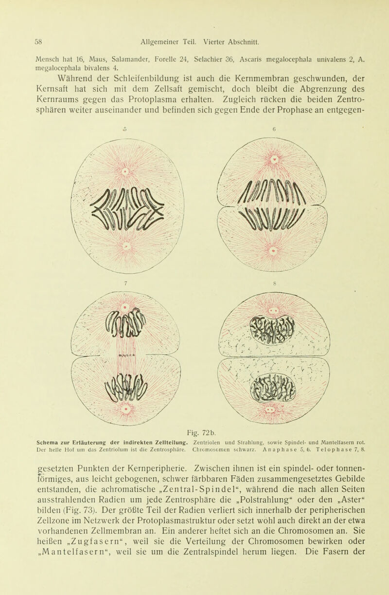 Mensch hat 16, Maus, Salamander, Forelle 24, Selachier 36, Ascaris megalocephala univalens 2, A. megalocephala bivalens 4. Während der Schleifenbildung ist auch die Kernmembran geschwunden, der Kernsaft hat sich mit dem Zellsaft gemischt, doch bleibt die Abgrenzung des Kernraums gegen das Protoplasma erhalten. Zugleich rücken die beiden Zentro- sphären weiter auseinander und befinden sich gegen Ende der Prophase an entgegen- Fig. 72 b. Schema zur Erläuterung der indirekten Zellteilung. Zentriolen und Strahlung, sowie Spindel- und Mantelfasern rot. Der helle Hof um das Zentriolum ist die Zentrospliäre. Clircmcsonien schwarz. Anaphase 5, b. Telophase 7, 8. gesetzten Punkten der Kernperipherie. Zwischen ihnen ist ein spindel- oder tonnen- förmiges, aus leicht gebogenen, schwer färbbaren Fäden zusammengesetztes Gebilde entstanden, die achromatische „Zentral-Spindel, während die nach allen Seiten ausstrahlenden Radien um jede Zentrosphäre die „Polstrahlung oder den „Aster bilden (Fig. 73). Der größte Teil der Radien verliert sich innerhalb der peripherischen Zellzone im Netzwerk der Protoplasmastruktur oder setzt wohl auch direkt an der etwa vorhandenen Zellmembran an. Ein anderer heftet sich an die Chromosomen an. Sie heißen „Zugfasern, weil sie die Verteilung der Chromosomen bewirken oder „Mantelfasern, weil sie um die Zentralspindel herum liegen. Die Fasern der
