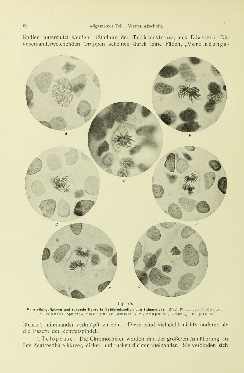 Radien unterstützt werden. (Stadium der Tochtersterne, des Diaster.j Die auseinanderweichenden Gruppen scheinen durch feine Fäden, „Verbindungs- Fig. 75. Kernteilungsfiguren und ruhende Kerne in Epidermiszellen von Salamandra. (Nach Photos von Fr. Kopsch) a Prophase, Spirem; b, cMetaphase, Monaster; rf, r, / Anaphase, Diaster; g Telophase. fäden, miteinander verknüpft zu sein. Diese sind vielleicht nichts anderes als die Fasern der Zentralspindel. 4. Telophase: Die Chromosomen werden mit der größeren Annäherung an ihre Zentrosphäre kürzer, dicker und rücken dichter aneinander. Sie verbinden sich