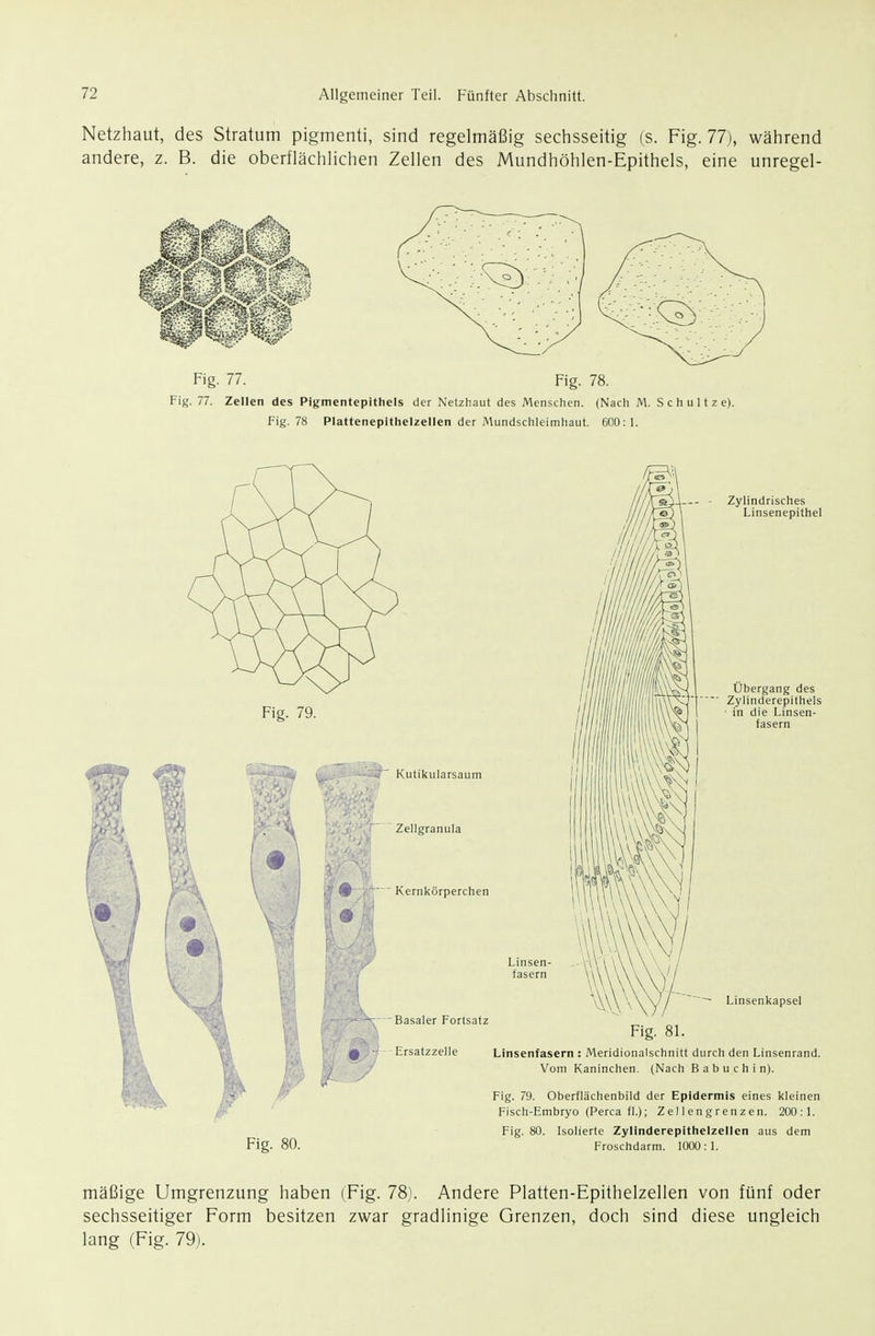 Netzhaut, des Stratum pigmenti, sind regelmäßig sechsseitig (s. Fig. 77), während andere, z. B. die oberflächlichen Zellen des Mundhöhlen-Epithels, eine unregel- Fig. 77. Fig. 78. Fig. 77. Zellen des Pigmentepithels der Netzhaut des Menschen. (Nach M. S c h u 11 z e). Fig. 78 Plattenepithelzellen der Mundschleimhaut. 600: 1. mäßige Umgrenzung haben (Fig. 78). Andere Platten-Epithelzellen von fünf oder sechsseitiger Form besitzen zwar gradlinige Grenzen, doch sind diese ungleich lang (Fig. 79).