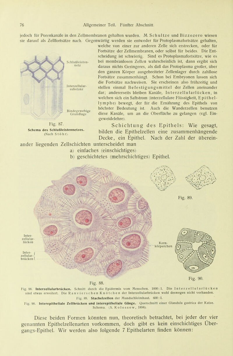 jedoch für Porenkanäle in den Zellmembranen gehalten wurden. M. Schnitze undBizzozero wiesen sie darauf als Zellfortsätze nach. Gegenwärtig werden sie entweder für Protoplasmafortsätze gehalten, welche von einer zur anderen Zelle sich erstrecken, oder für Fortsätze der Zellmembranen, oder selbst für beides. Die Ent- scheidung ist schwierig. Sind es Protoplasmafortsätze, wie es bei membranlosen Zellen wahrscheinlich ist, dann ergibt sich daraus nichts Geringeres, als daß das Protoplasma großer, über den ganzen Körper ausgebreiteter Zellenlager durch zahllose Fortsätze zusammenhangt. Schon bei Embryonen lassen sich die Fortsätze nachweisen. Sie erscheinen also frühzeitig und stellen einmal Befestigungsmittel der Zellen aneinander dar; andererseits bleiben Kanäle, Interzellularlücken, in welchen sich ein Saftstrom (interzellulare Flüssigkeit, Epithel- lymphe) bewegt, der für die Ernährung des Epithels von höchster Bedeutung ist. Auch die Wanderzellen benutzen diese Kanäle, um an die Oberfläche zu gelangen (vgl. Ein- geweidelehre). Schichtung des Epithels: Wie gesagt, bilden die Epithelzellen eine zusammenhängende Decke, ein Epithel. Nach der Zahl der überein- ander liegenden Zellschichten unterscheidet man a) einfaches (einschichtiges) b) geschichtetes (mehrschichtiges) Epithel. Sclilußleisten- netz Interzellular- substanz Bindegewebige Grundlage Fig. 87. Schema des Schlußleistennetzes. (Nach S t ö Ii r). Inter- zellular- lücken Inter- ( zellular- brücken I Fig. 90. Fig. 88. Fig. 88. Interzellularbrücken. Schnitt durch die Epidermis vom Menschen. 1000:1. Die Interzellularlücken sind etwas erweitert. Die Ranvierschen Knötchen der Interzellularbrücken wohl deswegen nicht vorhanden. Fig. 89. Stachelzellen der Mundschleimhaut. 600:1. Fig. 90. Interepitheliale Zellbrücken und interepitheliale Gänge. Querschnitt einer Glandula gastrica der Katze. Schema. (A. Kolosse w, 1898). Diese beiden Formen könnten nun, theoretisch betrachtet, bei jeder der vier genannten Epithelzellenarten vorkommen, doch gibt es kein einschichtiges Über- gangs-Epithel. Wir werden also folgende 7 Epithelarten finden können: