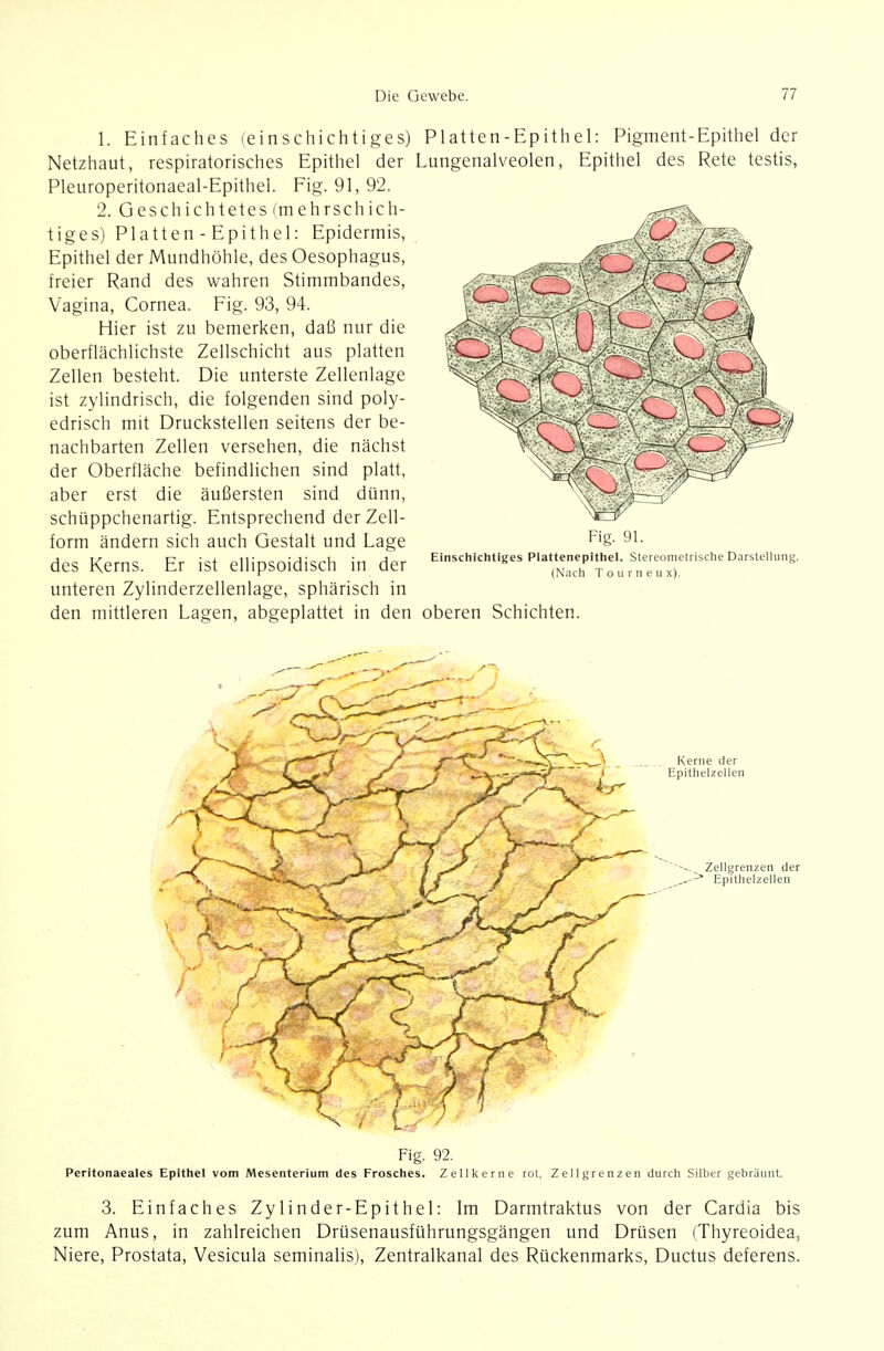 1. Einfaches (einschichtiges) Netzhaut, respiratorisches Epithel der Pleuroperitonaeal-Epithel. Fig. 91, 92. 2. Geschichtetes (mehrschich- tiges) Platten - Epithel: Epidermis, Epithel der Mundhöhle, des Oesophagus, freier Rand des wahren Stimmbandes, Vagina, Cornea. Fig. 93, 94. Hier ist zu bemerken, daß nur die oberflächlichste Zellschicht aus platten Zellen besteht. Die unterste Zellenlage ist zylindrisch, die folgenden sind poly- edrisch mit Druckstellen seitens der be- nachbarten Zellen versehen, die nächst der Oberfläche befindlichen sind platt, aber erst die äußersten sind dünn, schüppchenartig. Entsprechend der Zell- form ändern sich auch Gestalt und Lage des Kerns. Er ist ellipsoidisch in der unteren Zylinderzellenlage, sphärisch in den mittleren Lagen, abgeplattet in den Platten-Epithel: Pigment-Epithel der Lungenalveolen, Epithel des Rete testis, Fig. 91. Einschichtiges Plattenepithel. Stereometrische Darstellung. (Nach T o u r n e u x). oberen Schichten. Fig. 92. Peritonaeales Epithel vom Mesenterium des Frosches. Zellkerne rot, Zellgrenzen durch Silber gebräunt. 3. Einfaches Zylinder-Epithel: Im Darmtraktus von der Cardia bis zum Anus, in zahlreichen Drüsenausführungsgängen und Drüsen (Thyreoidea, Niere, Prostata, Vesicula seminalis), Zentralkanal des Rückenmarks, Ductus deferens.