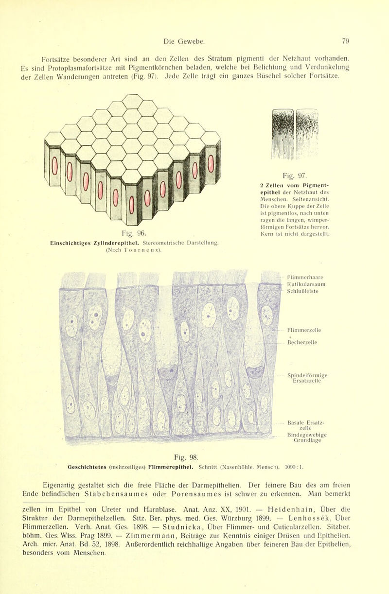 Fortsätze besonderer Art sind an den Zellen des Stratum pigmenti der Netzhaut vorhanden. Es sind Protoplasmafortsätze mit Pigmentkörnchen beladen, welche bei Belichtung und Verdunkelung der Zellen Wanderungen antreten (Fig. 97). Jede Zelle tragt ein ganzes Büschel solcher Fortsätze. Fig. 96. Einschichtiges Zylinderepithel. Stereometrische Darstellung. (Nncli T 0 u r n e u x). Fig. 97. 2 Zellen vom Pigment- epithel der Netzhaut des Menschen. Seitenansicht. Die obere Kuppe der Zelle ist pigmentlos, nach unten ragen die langen, winiper- förmigen Fortsätze hervor. Kern ist nicht dargestellt. ■ - Flimmerhaare ■ji ,■ - i,;-. - Ä&J=.^ [^'S Kutikularsaum • . '7 SchlulJleiste Flini nierzelle Becherzelle Spindelförmige Ersatzzelle ! i . ' ,' ' I ü Basale Ersatz- •' T zelle • .. Bindegewebige Gnmdlage Fig. 98. Geschichtetes (mehrzelliges) Flimmerepithel. Schnitt (Nasenhöhle. Mensc'i). 1000:1. Eigenartig gestaltet sich die freie Fläche der Darmepithelien. Der feinere Bau des am freien Ende befindlichen Stäbchensaumes oder Porensaumes ist schwer zu erkennen. Man bemerkt Zellen im Epithel von Ureter und Harnblase. Anat. Anz. XX, 1901. — Heidenhain, Über die Struktur der Darmepithelzellen. Sitz. Ber. phys. med. Ges. Würzburg 1899. — Lenhossek, Über Flimmerzellen. Verh. Anat. Ges. 1898. — Studnicka, Über Flimmer- und Cuticularzellen. Sitzber. böhm. Ges. Wiss. Prag 1899. — Zimmermann, Beiträge zur Kenntnis einiger Drüsen und Epitheüen. Arch. micr. Anat. Bd. 52, 1898. Außerordentlich reichhaltige Angaben über feineren Bau der Epithelien, besonders vom Menschen.