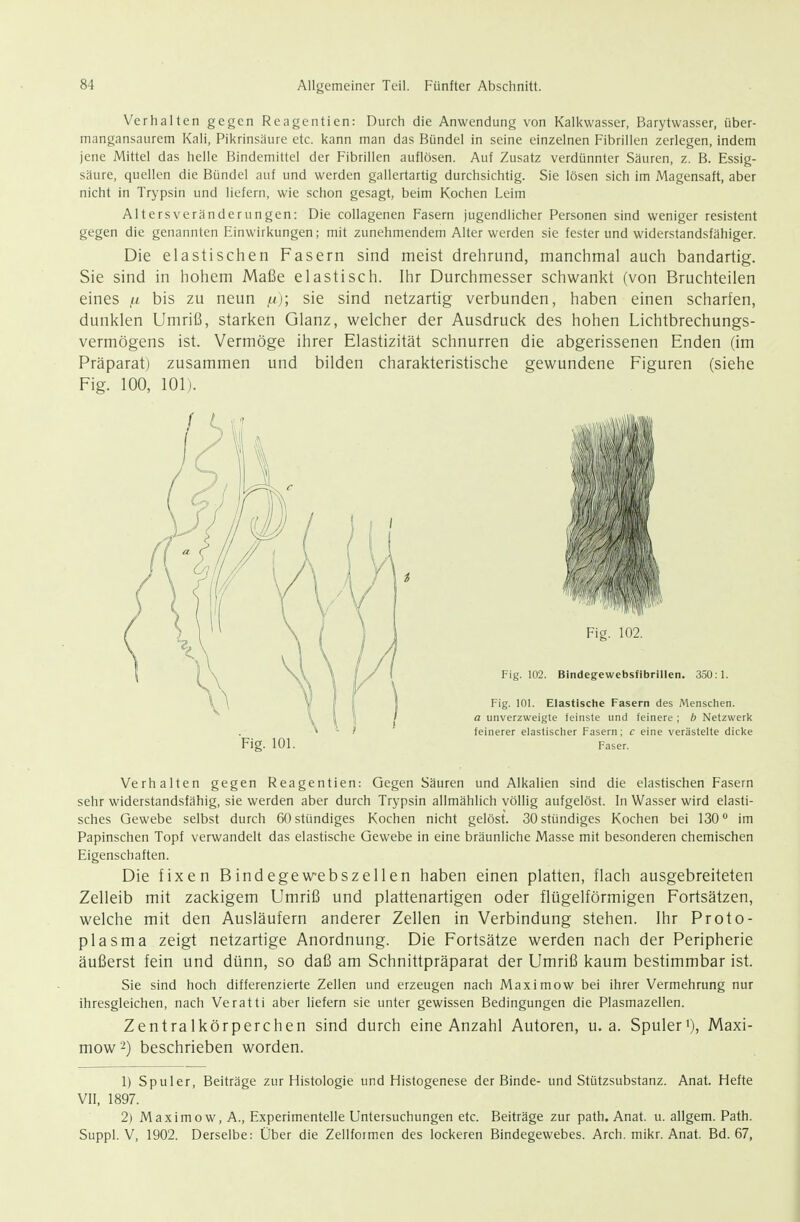Verhalten gegen Reagentien: Durch die Anwendung von Kalkwasser, Barytwasser, über- mangansaurem Kali, Pikrinsäure etc. kann man das Bündel in seine einzelnen Fibrillen zerlegen, indem jene Mittel das helle Bindemittel der Fibrillen auflösen. Auf Zusatz verdünnter Säuren, z. B. Essig- säure, quellen die Bündel auf und werden gallertartig durchsichtig. Sie lösen sich im Magensaft, aber nicht in Trypsin und liefern, wie schon gesagt, beim Kochen Leim Altersveränderungen: Die collagenen Fasern jugendlicher Personen sind weniger resistent gegen die genannten Einwirkungen; mit zunehmendem Alter werden sie festerund widerstandsfähiger. Die elastischen Fasern sind meist drehrund, manchmal auch bandartig. Sie sind in hohem Maße elastisch. Ihr Durchmesser schwankt (von Bruchteilen eines ß bis zu neun n); sie sind netzartig verbunden, haben einen scharfen, dunklen Umriß, starken Glanz, welcher der Ausdruck des hohen Lichtbrechungs- vermögens ist. Vermöge ihrer Elastizität schnurren die abgerissenen Enden (im Präparat) zusammen und bilden charakteristische gewundene Figuren (siehe Fig. 100, 101). Verhalten gegen Reagentien: Gegen Säuren und Alkalien sind die elastischen Fasern sehr widerstandsfähig, sie werden aber durch Trypsin allmählich völlig aufgelöst. In Wasser wird elasti- sches Gewebe selbst durch 60 stündiges Kochen nicht gelöst. 30 stündiges Kochen bei 130 ° im Papinschen Topf verwandelt das elastische Gewebe in eine bräunliche Masse mit besonderen chemischen Eigenschaften. Die fixen Bindegewebszellen haben einen platten, flach ausgebreiteten Zelleib mit zackigem Umriß und plattenartigen oder flügeiförmigen Fortsätzen, welche mit den Ausläufern anderer Zellen in Verbindung stehen, ihr Proto- plasma zeigt netzartige Anordnung. Die Fortsätze werden nach der Peripherie äußerst fein und dünn, so daß am Schnittpräparat der Umriß kaum bestimmbar ist. Sie sind hoch differenzierte Zellen und erzeugen nach Maximow bei ihrer Vermehrung nur ihresgleichen, nach Veratti aber liefern sie unter gewissen Bedingungen die Plasmazellen. Zentralkörperchen sind durch eine Anzahl Autoren, u. a. Spuleri), Maxi- mow^) beschrieben worden. 1) Spuler, Beiträge zur Histologie und Histogenese der Binde- und Stützsubstanz. Anat. Hefte VII. 1897. 2) Maximow, A., Experimentelle Untersuchungen etc. Beiträge zur path. Anat. u. allgem. Rath. Suppl. V, 1902. Derselbe: Über die Zellfoimen des lockeren Bindegewebes. Arch. mikr. Anat. Bd. 67, Fig. 101. Elastische Fasern des Menschen. a unverzweigte feinste und feinere ; b Netzwerk feinerer elastisctier Fasern: c eine verästelte dicke Faser. Fig. 102. Bindegewebsfibrillen. 350:1. Fig. 101.