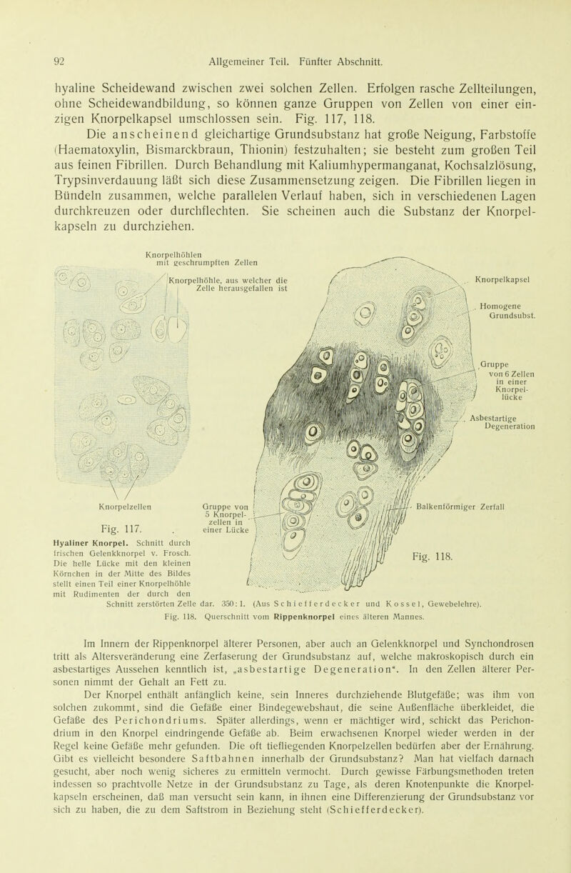 hyaline Scheidewand zwischen zwei solchen Zellen. Erfolgen rasche Zellteilungen, ohne Scheidewandbildung, so können ganze Gruppen von Zellen von einer ein- zigen Knorpelkapsel umschlossen sein. Fig. 117, 118. Die anscheinend gleichartige Grundsubstanz hat große Neigung, Farbstoffe (Haematoxylin, Bismarckbraun, Thionin) festzuhalten; sie besteht zum großen Teil aus feinen Fibrillen. Durch Behandlung mit Kaliumhypermanganat, Kochsalzlösung, Trypsinverdauung läßt sich diese Zusammensetzung zeigen. Die Fibrillen liegen in Bündeln zusammen, welche parallelen Verlauf haben, sich in verschiedenen Lagen durchkreuzen oder durchflechten. Sie scheinen auch die Substanz der Knorpel- kapseln zu durchziehen. Knorpelhöhlen mit geschrumpften Zellen Knorpelhöhle, aus welcher die I I Zelle herausgefallen ist \ / Knorpelzellen Knorpelkapsel Homogene Grundsubst. Gruppe von 6 Zellen in einer ./ Knorpel- ' lücke Asbestartige Degeneration Balkenförmiger Zerfall Fig. 118. Fig. 117. Hyaliner Knorpel. Schnitt durch Irischen Gelenkknorpel v. Frosch. Die helle Lücke mit den kleinen Körnrhen in der Mitte des Bildes stellt einen Teil einer Knorpelhöhle mit Rudimenten der durch den Schnitt zerstörten Zelle dar. .3.50:1. (Aus S c h i e f f e r d e c k e r und K o s s e 1, Gewebelehre). Fig. 118. Querschnitt vom Rippenknorpel eines älteren Mannes. Im Innern der Rippenknorpel älterer Personen, aber auch an Gelenkknorpel und Synchondrosen tritt als Altersveränderung eine Zerfaserung der Qrundsubstanz auf, welche makroskopisch durch ein asbestartiges Aussehen kenntlich ist, „asbestartige Degeneration. In den Zellen älterer Per- sonen nimmt der Gehalt an Fett zu. Der Knorpel enthält anfänglich keine, sein Inneres durchziehende Blutgefäße; was ihm von solchen zukommt, sind die Gefäße einer Bindegewebshaut, die seine Außenfläche überkleidet, die Gefäße des Perichondriums. Später allerdings, wenn er mächtiger wird, schickt das Perichon- drium in den Knorpel eindringende Gefäße ab. Beim erwachsenen Knorpel wieder werden in der Regel keine Gefäße mehr gefunden. Die oft tiefliegenden Knorpelzellen bedürfen aber der Ernährung. Gibt es vielleicht besondere Saftbahnen innerhalb der Grundsubstanz? Man hat vielfach darnach gesucht, aber noch wenig sicheres zu ermitteln vermocht. Durch gewisse Färbungsmethoden treten indessen so prachtvolle Netze in der Grundsubstanz zu Tage, als deren Knotenpunkte die Knorpel- kapseln erscheinen, daß man versucht sein kann, in ihnen eine Differenzierung der Grundsubstanz vor sich zu haben, die zu dem Saftstrom in Beziehung steht (Schiefferdecker).