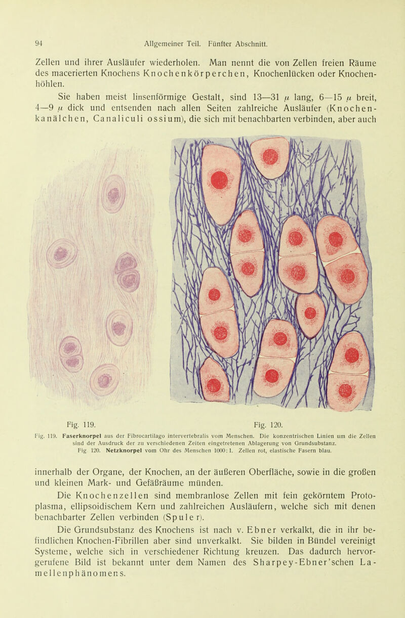 Zellen und ihrer Ausläufer wiederholen. Man nennt die von Zellen freien Räume des macerierten Knochens Knochenkörperchen, Knochenlücken oder Knochen- höhlen. Sie haben meist linsenförmige Gestalt, sind 13—31 lang, 6—15 /t breit, 4—9 Ii dick und entsenden nach allen Seiten zahlreiche Ausläufer (Knochen- kanälchen, Canaliculi ossium), die sich mit benachbarten verbinden, aber auch Fig. 119. Fig. 120. Fig. 119. Faserknorpel aus der Fibrocartilago intervertebralis vom Menschen. Die konzentrischen Linien um die Zellen sind der Ausdrucl« der zu verschiedenen Zeiten eingetretenen Ablagerung von Orundsubstanz. Fig 120. Netzknorpel vom Ohr des Menschen 1000: 1. Zellen rot, elastische Fasern blau. innerhalb der Organe, der Knochen, an der äußeren Oberfläche, sowie in die großen und kleinen Mark- und Gefäßräume münden. Die Knochenzellen sind membranlose Zellen mit fein gekörntem Proto- plasma, ellipsoidischem Kern und zahlreichen Ausläufern, welche sich mit denen benachbarter Zellen verbinden (Spule r). Die Grundsubstanz des Knochens ist nach v. Ebner verkalkt, die in ihr be- findlichen Knochen-Fibrillen aber sind unverkalkt. Sie bilden in Bündel vereinigt Systeme, welche sich in verschiedener Richtung kreuzen. Das dadurch hervor- gerufene Bild ist bekannt unter dem Namen des Sharpey-Ebner'schen La- mellenphänomens.