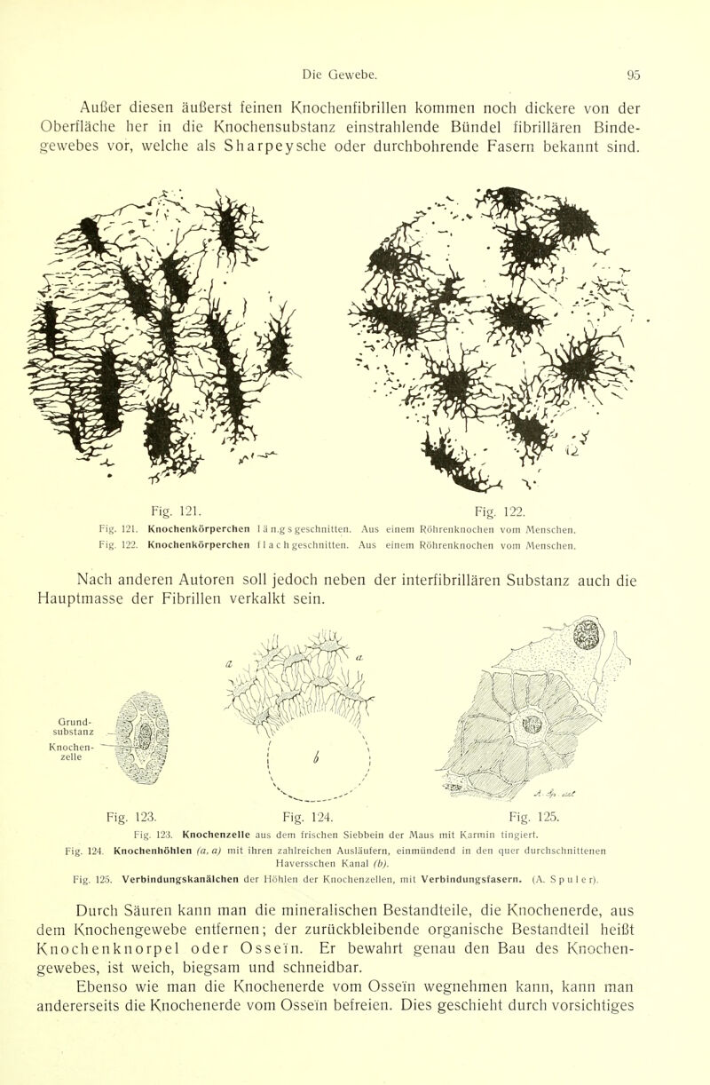 Außer diesen äußerst feinen Knociienfibrillen kommen noch dickere von der Oberfläche her in die Knochensubstanz einstrahlende Bündel fibrillären Binde- gewebes vor, welche als Sharpeysche oder durchbohrende Fasern bekannt sind. Fig. 121. Fig. 122. Fig. 121. Knochenkörperchen 1 ä n.g s geschnitten. Aus einem Röhrenknochen vom Menschen. Fig. 122. Knochenkörperchen f 1 a c h geschnitten. Aus einem Röhrenknochen vom Menschen. Nach anderen Autoren soll jedoch neben der interfibrillären Substanz auch die Hauptmasse der Fibrillen verkalkt sein. Grund- substanz Knochen- ~ zelle Fig. 123. Fig. 124. Fig. 125. Fig, 123. Knochenzelle aus dem frischen Siebbein der Maus mit Karmin tingiert. Fig. 124. Knochenhöhlen (a. a) mit ihren zahlreichen Ausläufern, einmündend in den quer durchschnittenen Haversschen Kanal (b). Fig. 125. Verbindungskanälchen der Höhlen der Knochenzellen, mit Verbindungsfasern. (A. S p u 1 e r). Durch Säuren kann man die mineralischen Bestandteile, die Knochenerde, aus dem Knochengewebe entfernen; der zurückbleibende organische Bestandteil heißt Knochenknorpel oder Ossein. Er bewahrt genau den Bau des Knochen- gewebes, ist weich, biegsam und schneidbar. Ebenso wie man die Knochenerde vom Ossein wegnehmen kann, kann man andererseits die Knochenerde vom Ossein befreien. Dies geschieht durch vorsichtiges