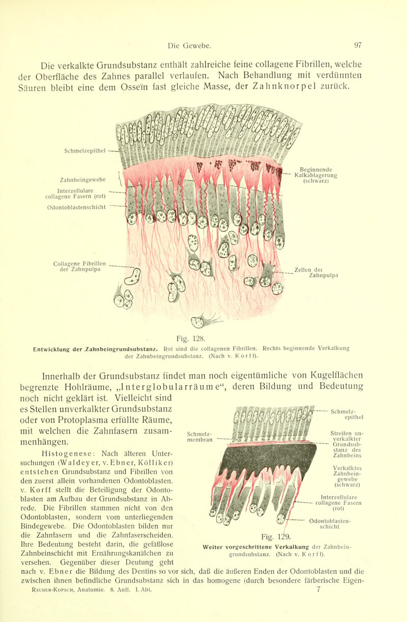 Die verkalkte Grundsubstanz enthält zahlreiche feine collagene Fibrillen, welche der Oberfläche des Zahnes parallel verlaufen. Nach Behandlung mit verdünnten Säuren bleibt eine dem Ossein fast gleiche Masse, der Zahnknorpel zurück. Schmelzepithel Zahnbeingewebe Interzellulare collagene Fasern (rot) Odontoblastenschicht Collagene Fibrillen der Zahnpulpa Beginnende Kalkablagerung (schwarz) Zellen dei Zahnpulpa Fig. 128. Entwicklung der .Zahnbeingrundsubstanz. Rot sind die collagenen Fibrillen. Rechts beginnende Verkalkung der Zahnbeingrundsubstanz. (Nach v. Kor ff). Innerhalb der Grundsubstanz findet man noch eigentümliche von Kugelflächen begrenzte Hohlräume, „Interglobularräum e, deren Bildung und Bedeutung noch nicht geklärt ist. Vielleicht sind es Stellen unverkalkter Grundsubstanz oder von Protoplasma erfüllte Räume, mit welchen die Zahnfasern zusam- menhängen. Histogenese: Nach älteren Unter- suchungen (Waldeyer, v. Ebner, Kölliker) entstehen Grundsubstanz und Fibrillen von den zuerst allein vorhandenen Odontoblasten. V. Korff stellt die Beteiligung der Odonto- blasten am Aufbau der Grundsubstanz in Ab- rede. Die Fibrillen stammen nicht von den Odontoblasten, sondern vom unterliegenden Bindegewebe. Die Odontoblasten bilden nur die Zahnfasern und die Zahnfaserscheiden. Ihre Bedeutung besteht darin, die gefäßlose Zahnbeinschicht mit Ernährungskanälchen zu versehen. Gegenüber dieser Deutung geht nach v. Ebner die Bildung des Dentins so vor sich, daß die äußeren Enden der Odontoblasten und die zwischen ihnen befindliche Grundsubstanz sich in das homogene (durch besondere färberische Eigen- Rauber-Kopsch, Anatomie. 8. Aufl. I. Abt. 7 Schmelz- epithel Streifen un- verkalkter • Grundsub- stanz des Zahnbeins Verkalktes Zahiibein- gewebe (schwarz) Interzellulare - collagene Fasern (rot) Odontoblasten- schicht Fig. 129. Weiter vorgeschrittene Verkalliung der Zahnbein- grundsubstanz. (Nach V. Korff).